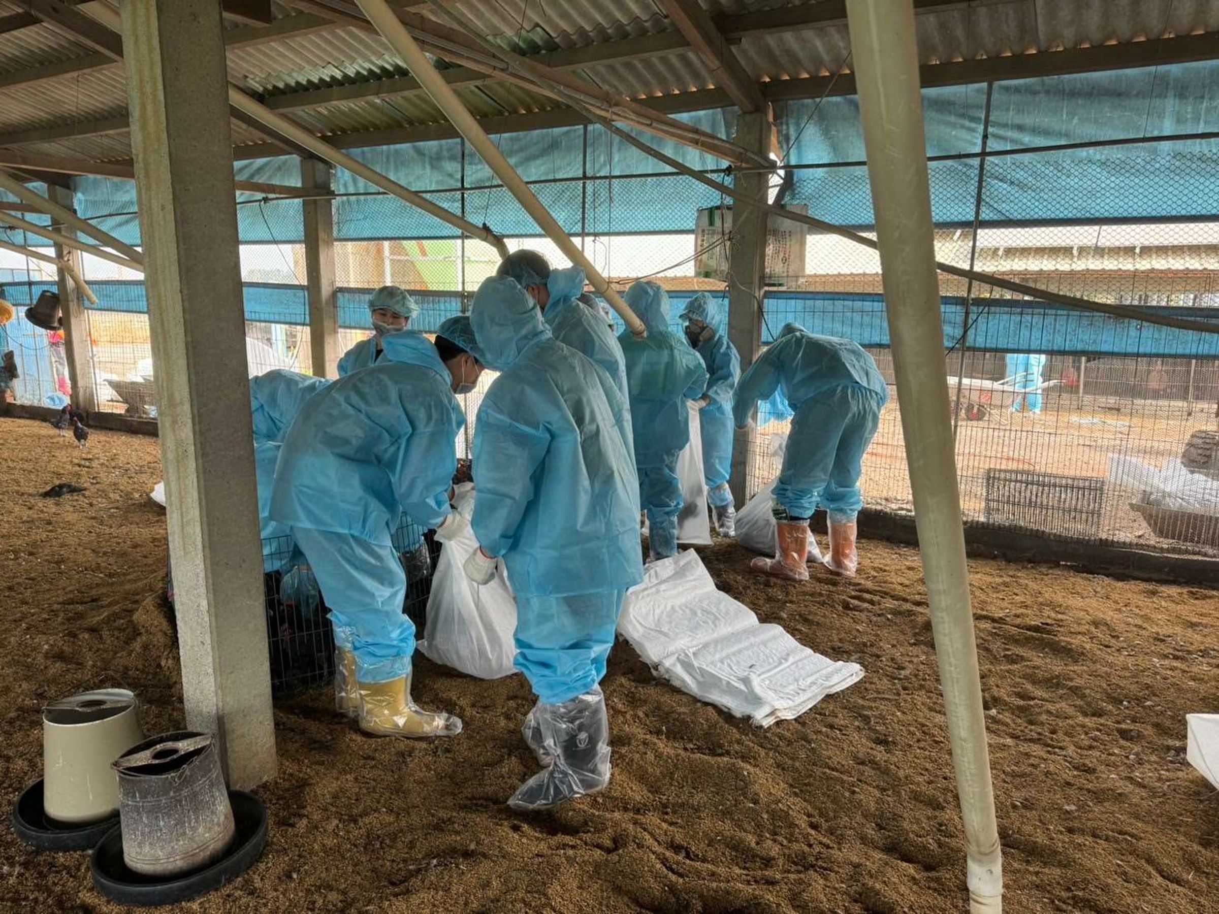 雲林縣褒忠鄉1土雞場今（28）日確診H5N1亞型高病原性禽流感，防疫所執行撲殺銷毀7,824隻47日齡之黑羽土雞。（雲林縣動植物防疫所提供）