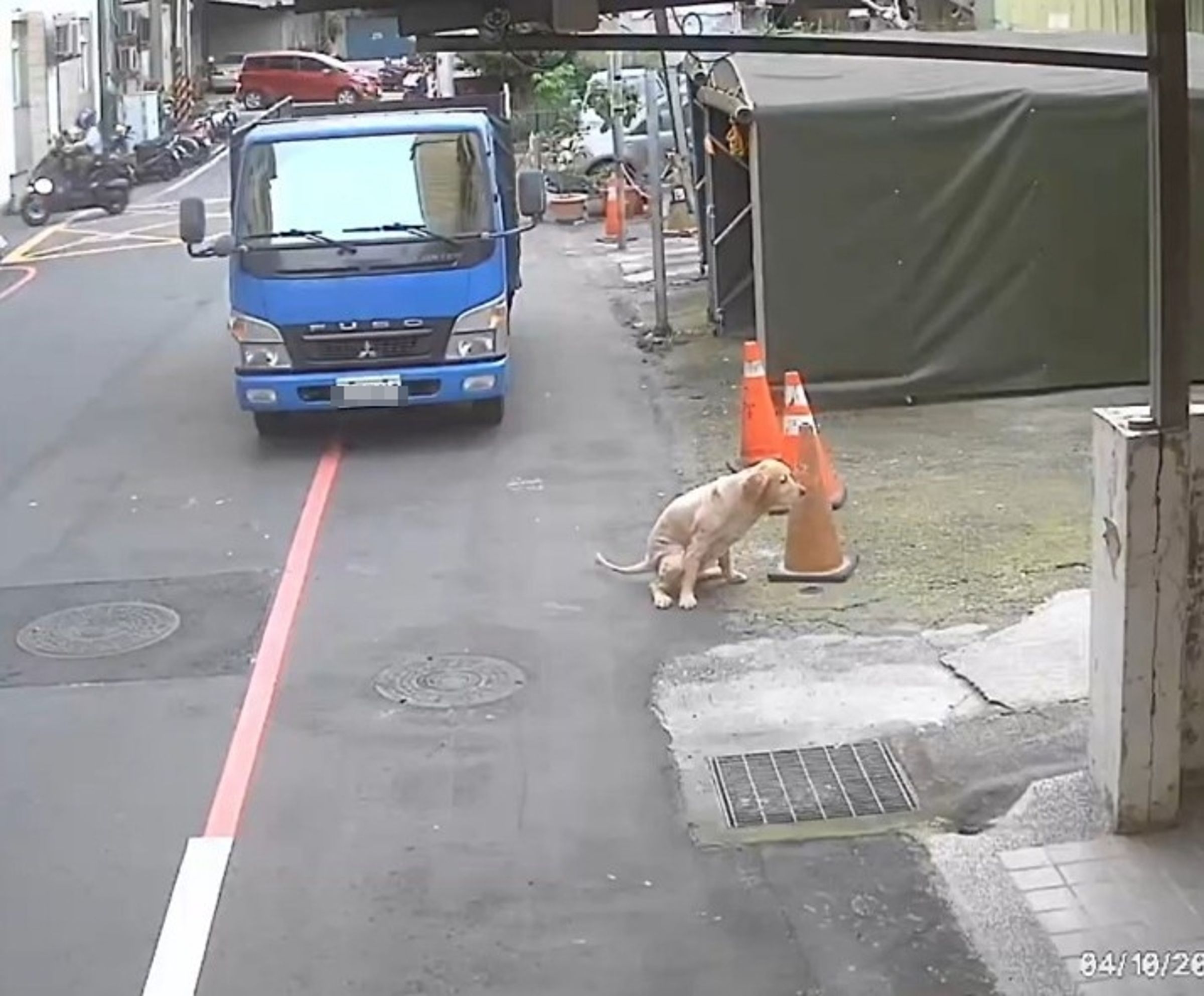動保處調閱監視器查緝,發現黃金獵犬獨自在外並隨處便溺。(新北市政府動保處提供)