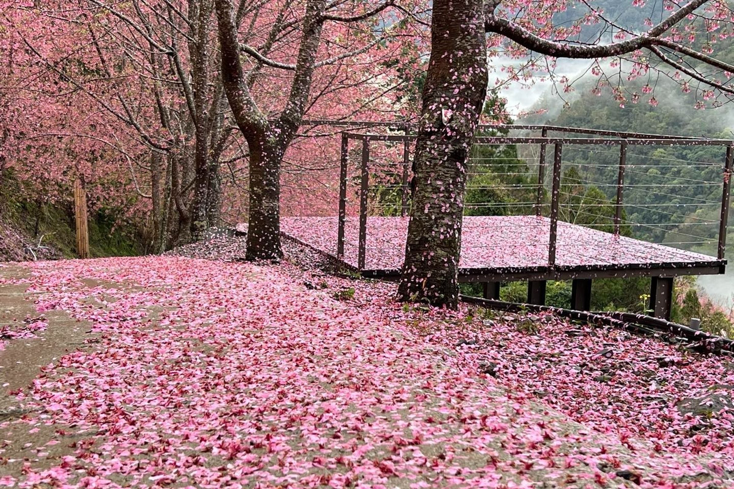 新竹縣尖石鄉「霞喀羅櫻花谷」因春雨打落園內櫻花提前宣布休園。(翻攝自新竹霞喀羅櫻花谷臉書)