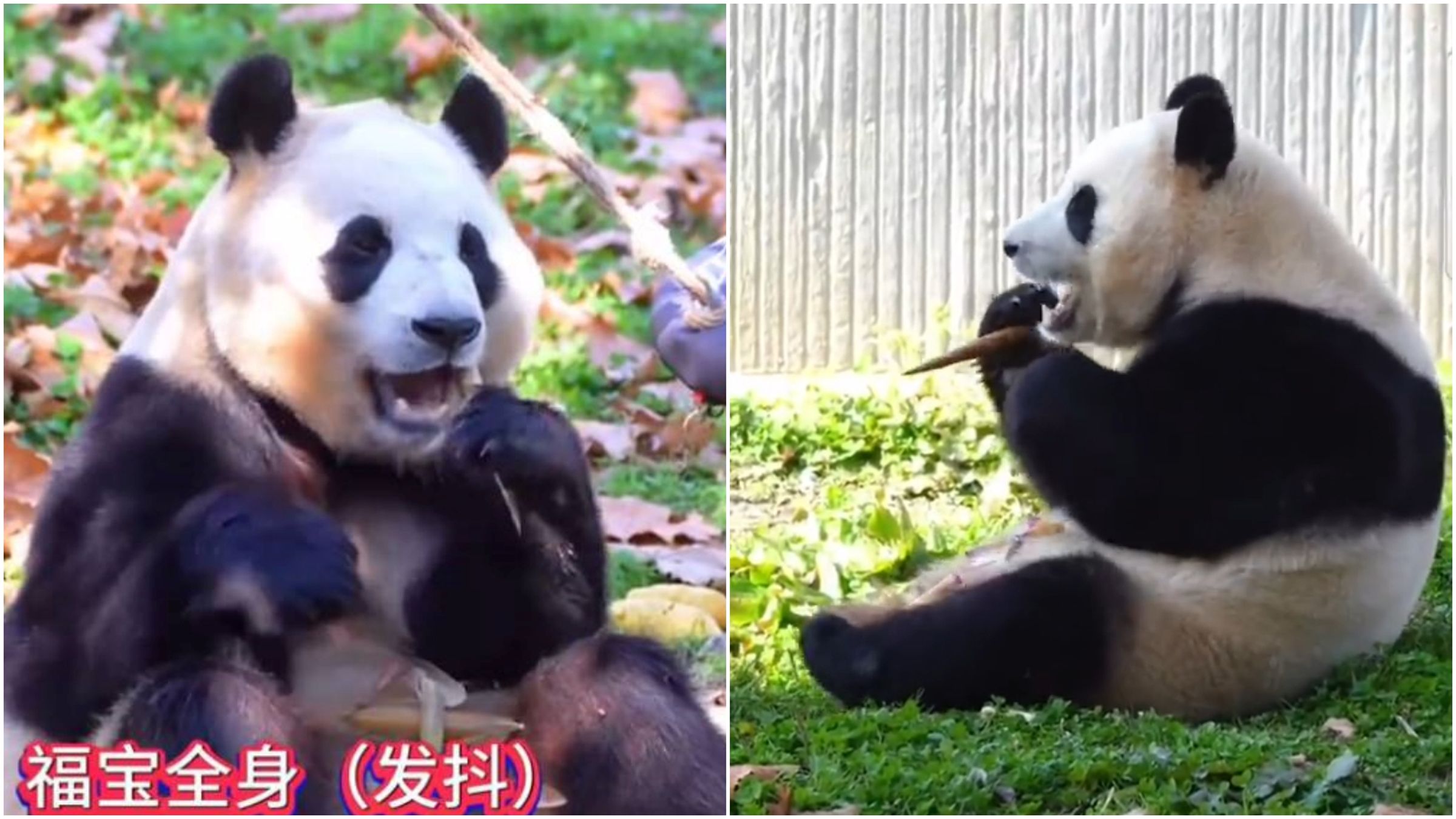 貓熊「福寶」吃東西時不自覺抖動,讓網友很憂心。(翻攝微博)