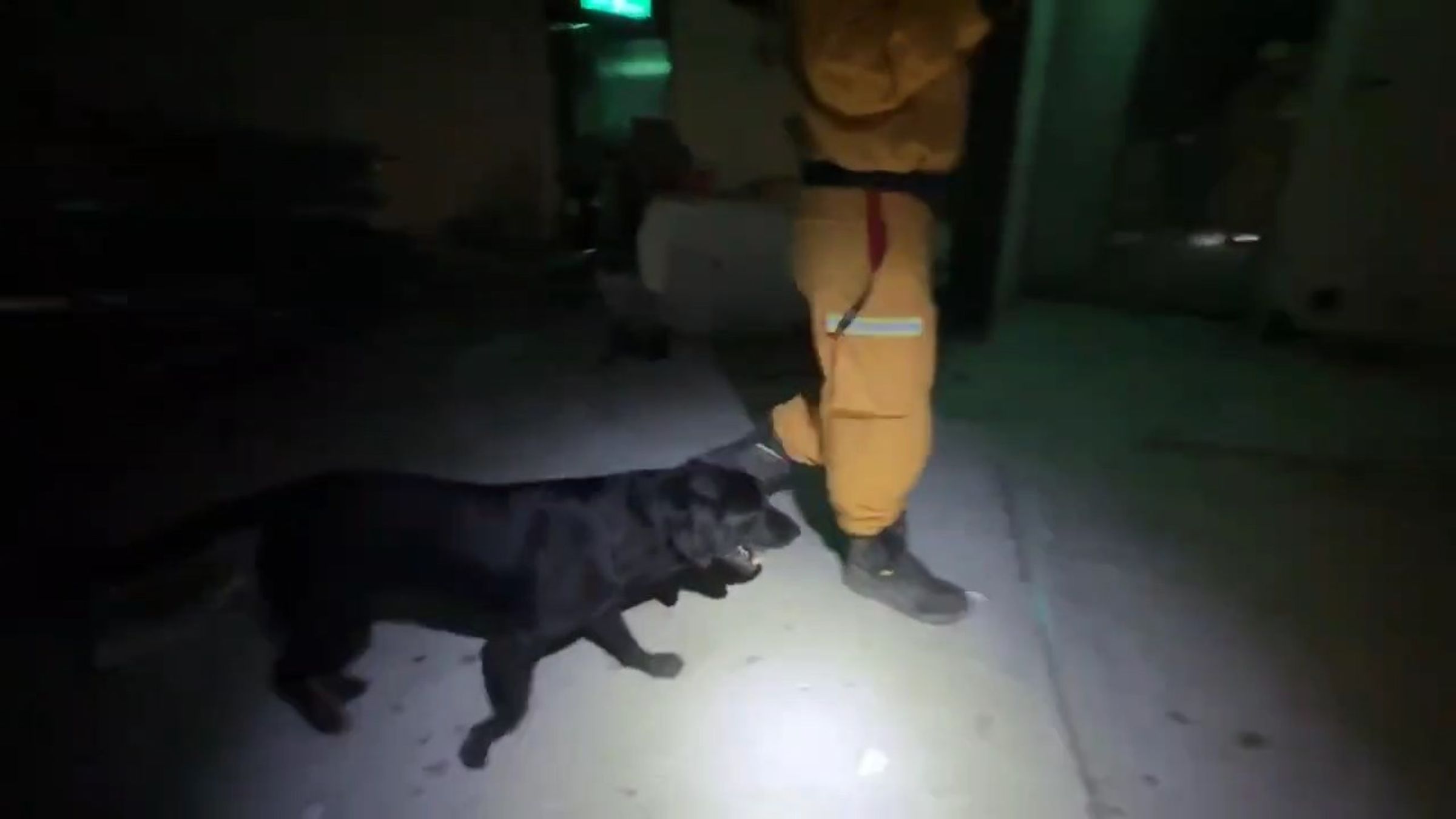 特搜大隊也出動搜救犬到場支援，加強現場搜救能量。（台中消防局提供）