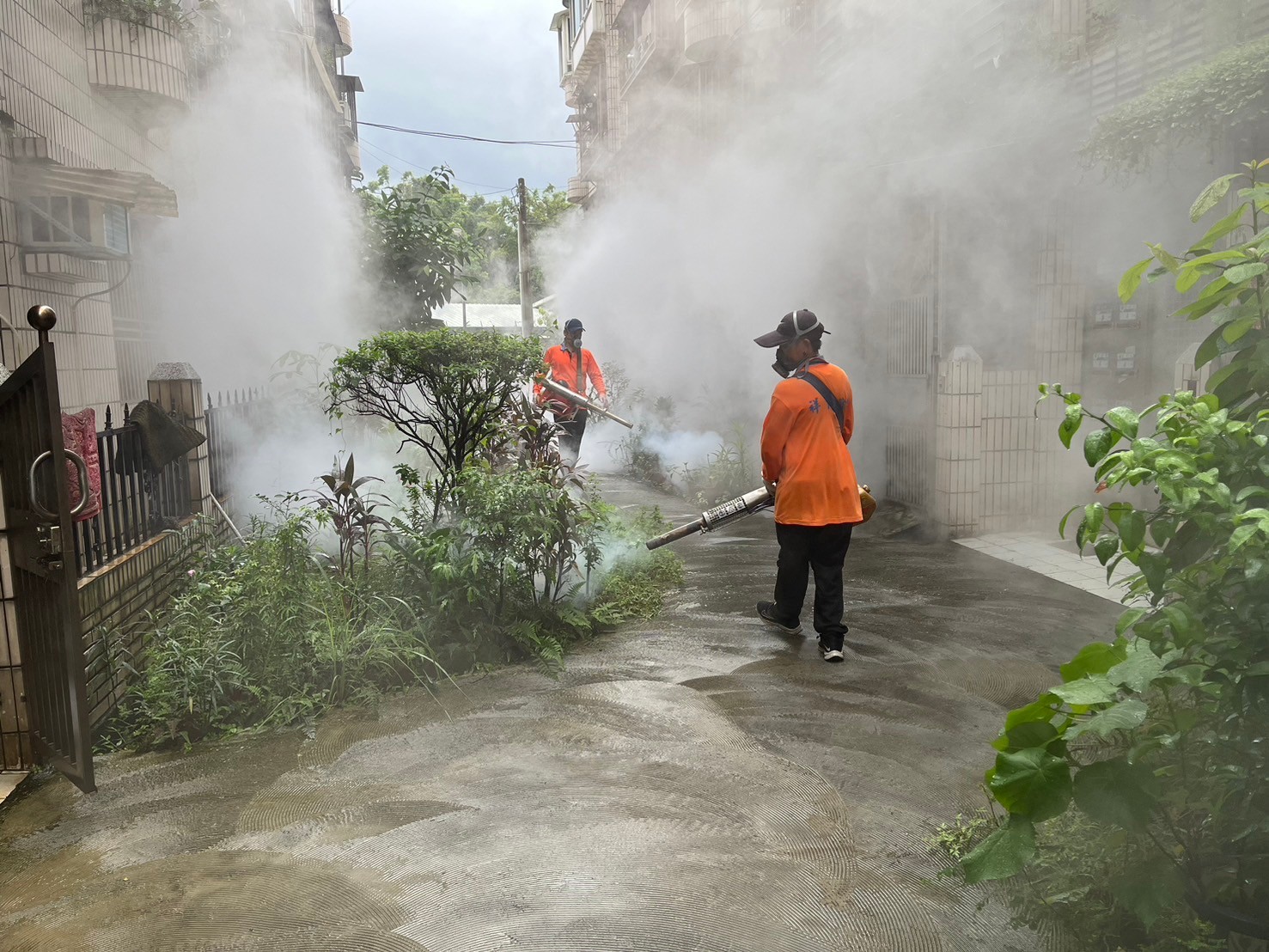 新北市衛生局26日公布新增7例本土登革熱病例，分別為新店區5例、中和區2例。（新北市衛生局提供）