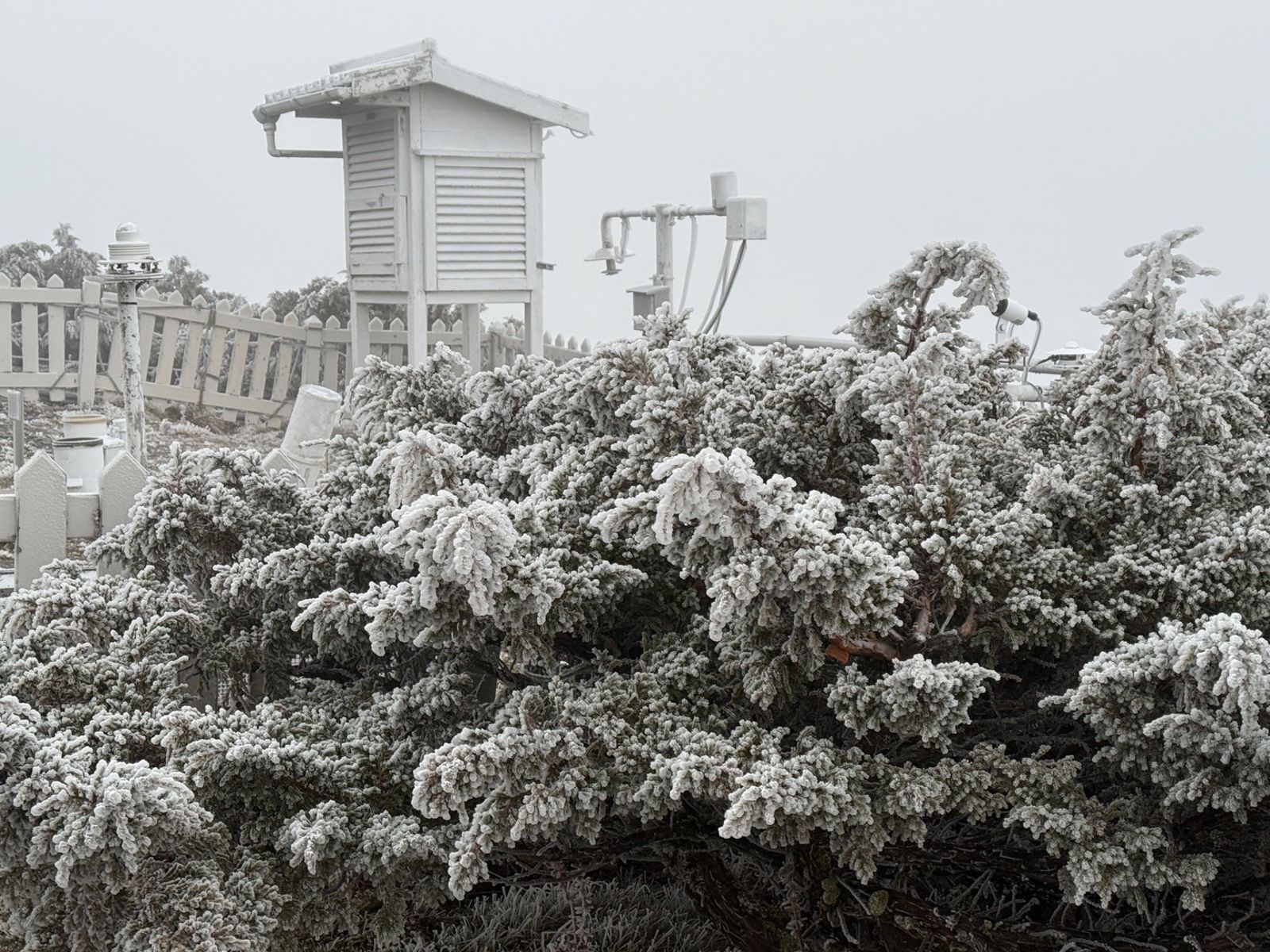 玉山氣象站今日清晨發生霧淞、雨淞,早上7時溫度-4.1度,溫度持續下降中。(中央氣象署提供)