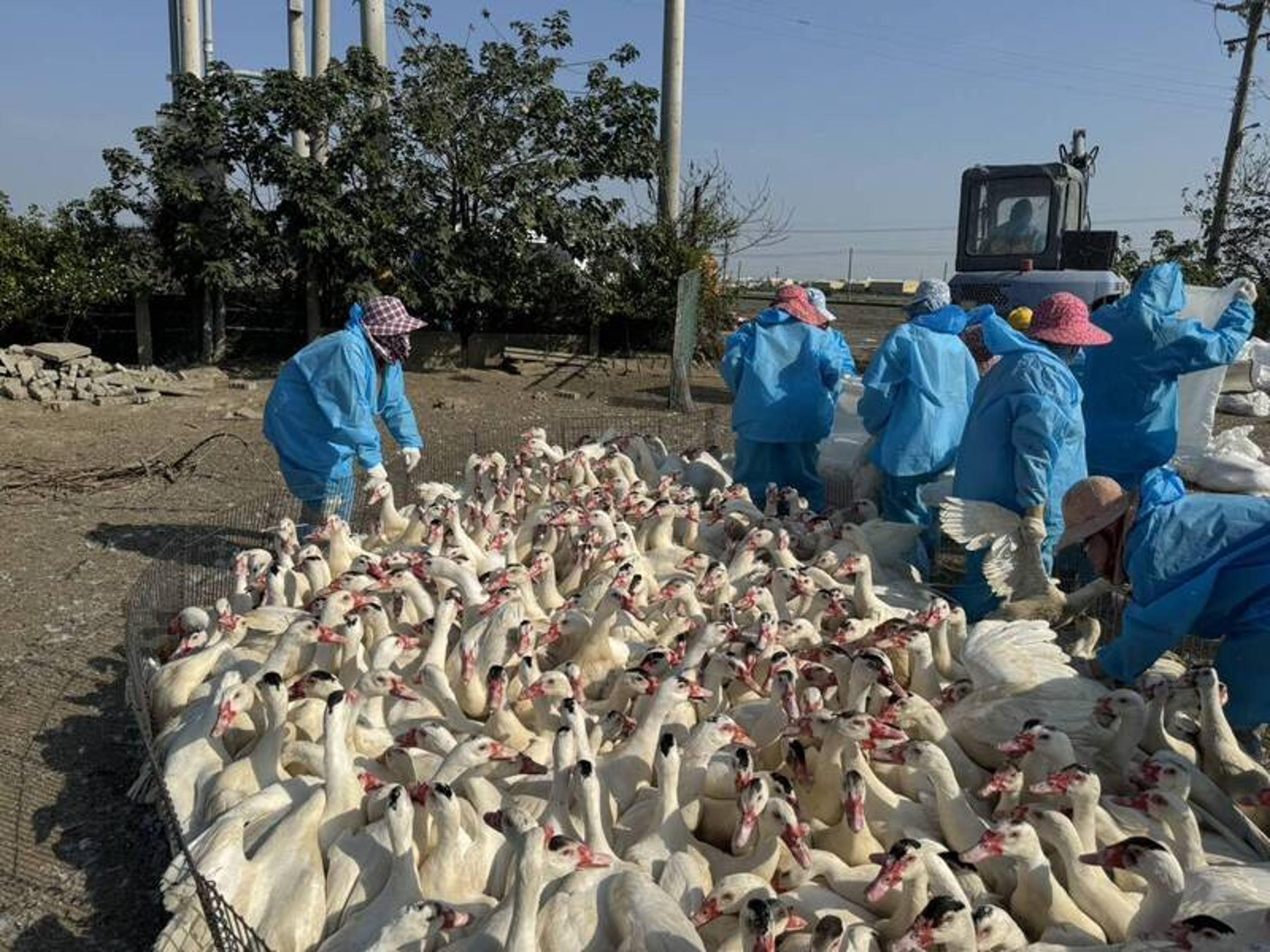 雲林縣元長鄉一處肉鴨場在例行性監測中確診感染H5N1亞型高病原性禽流感。（雲林縣動植物防疫所提供）