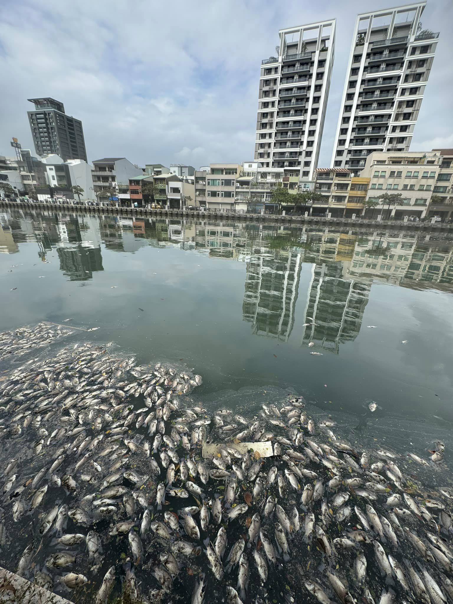 台南民眾今日路過安平運河，目擊水面漂滿魚屍。（翻攝臉書社團「台南大小事」）