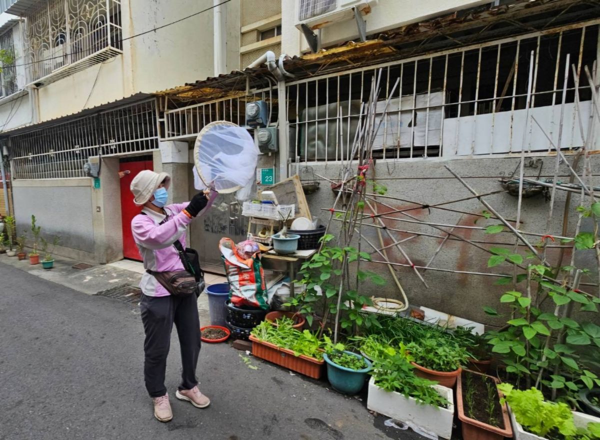 台南市衛生局人員捕蚊。（台南市衛生局提供）