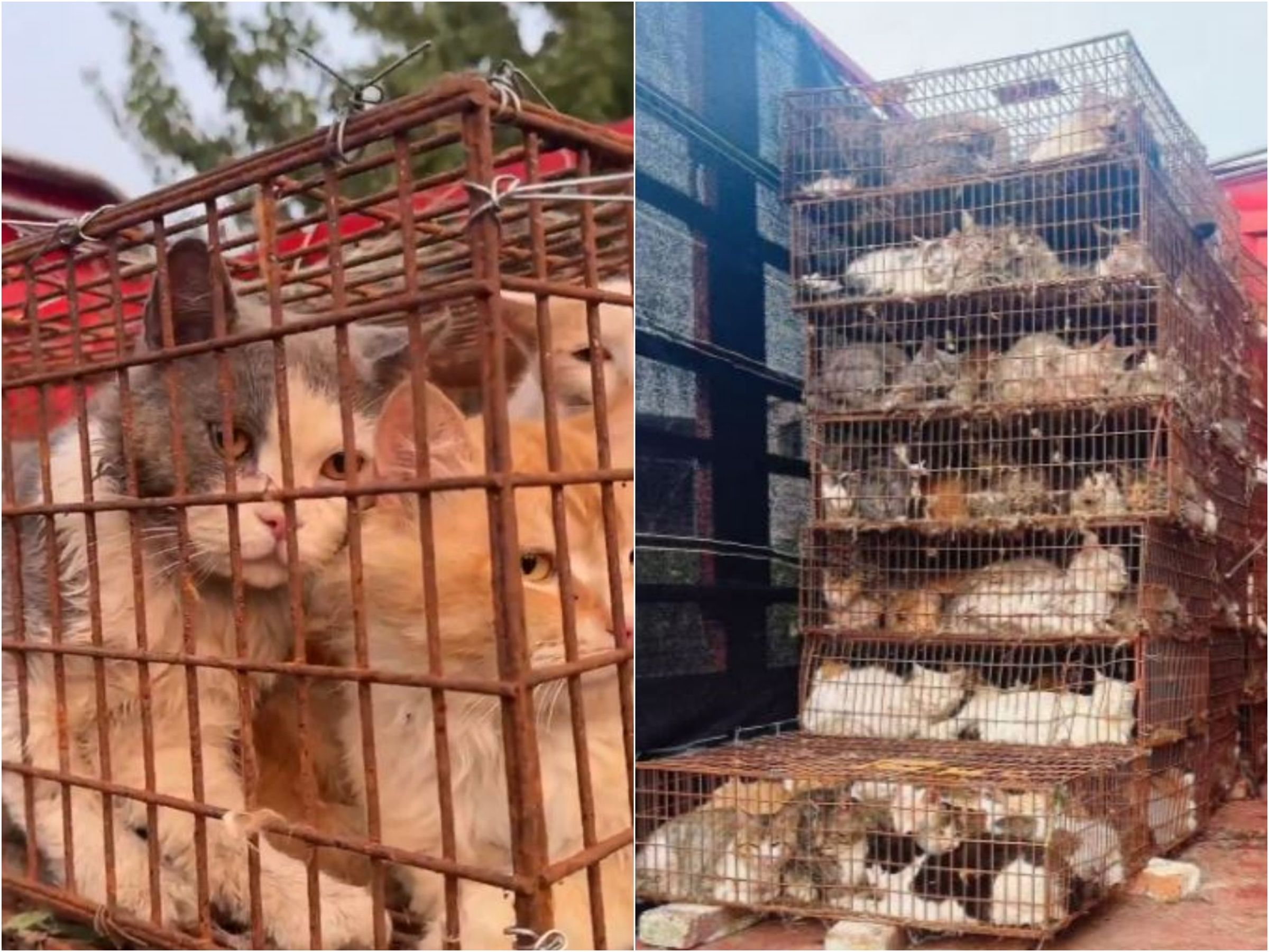 中國山東驚見非法偷貓車,近700隻貓被救下來。(翻攝微博)