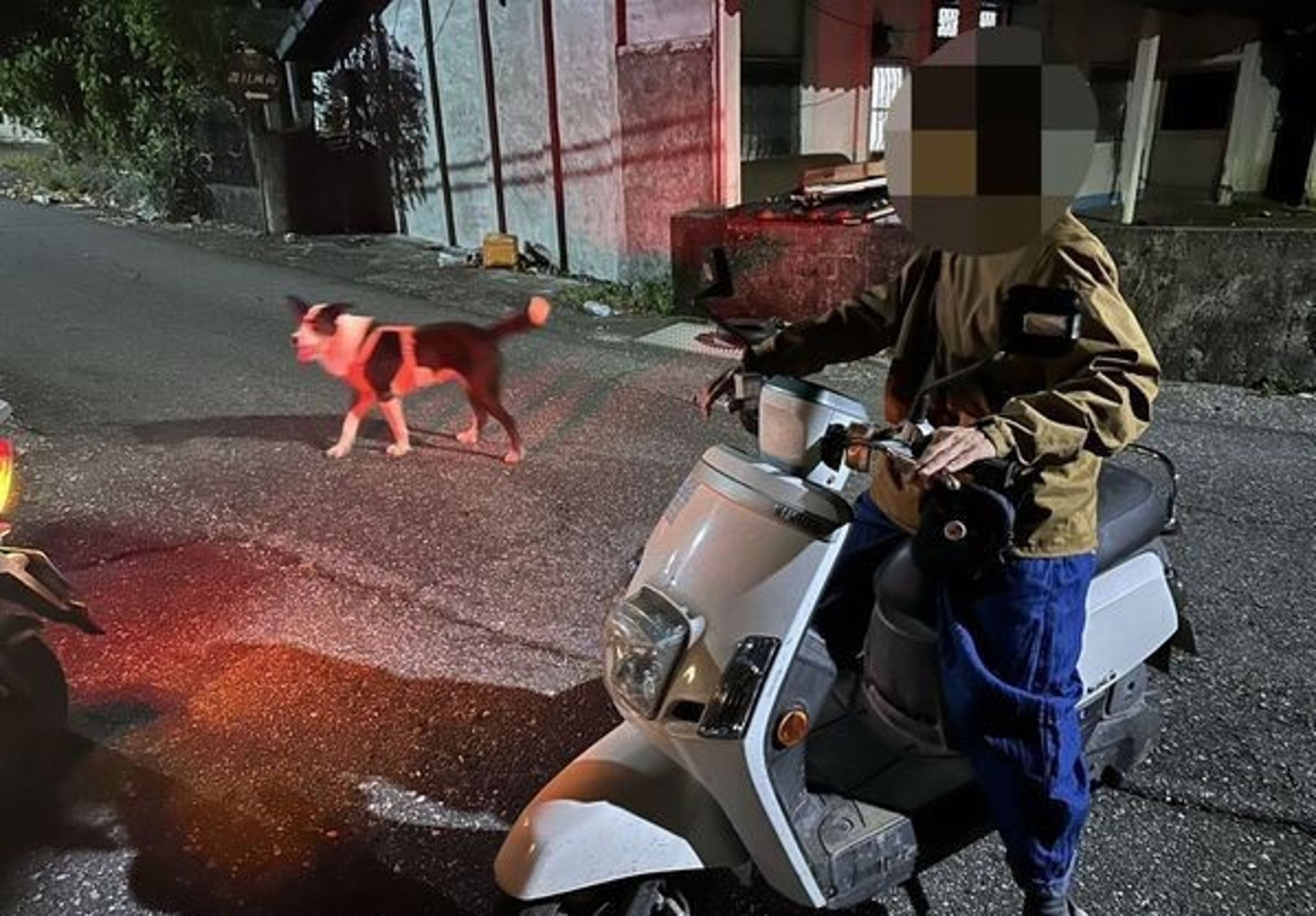 警員巡邏途中發現走失犬隻,靠麵包安撫成功讓牠不再亂跑。(翻攝畫面)