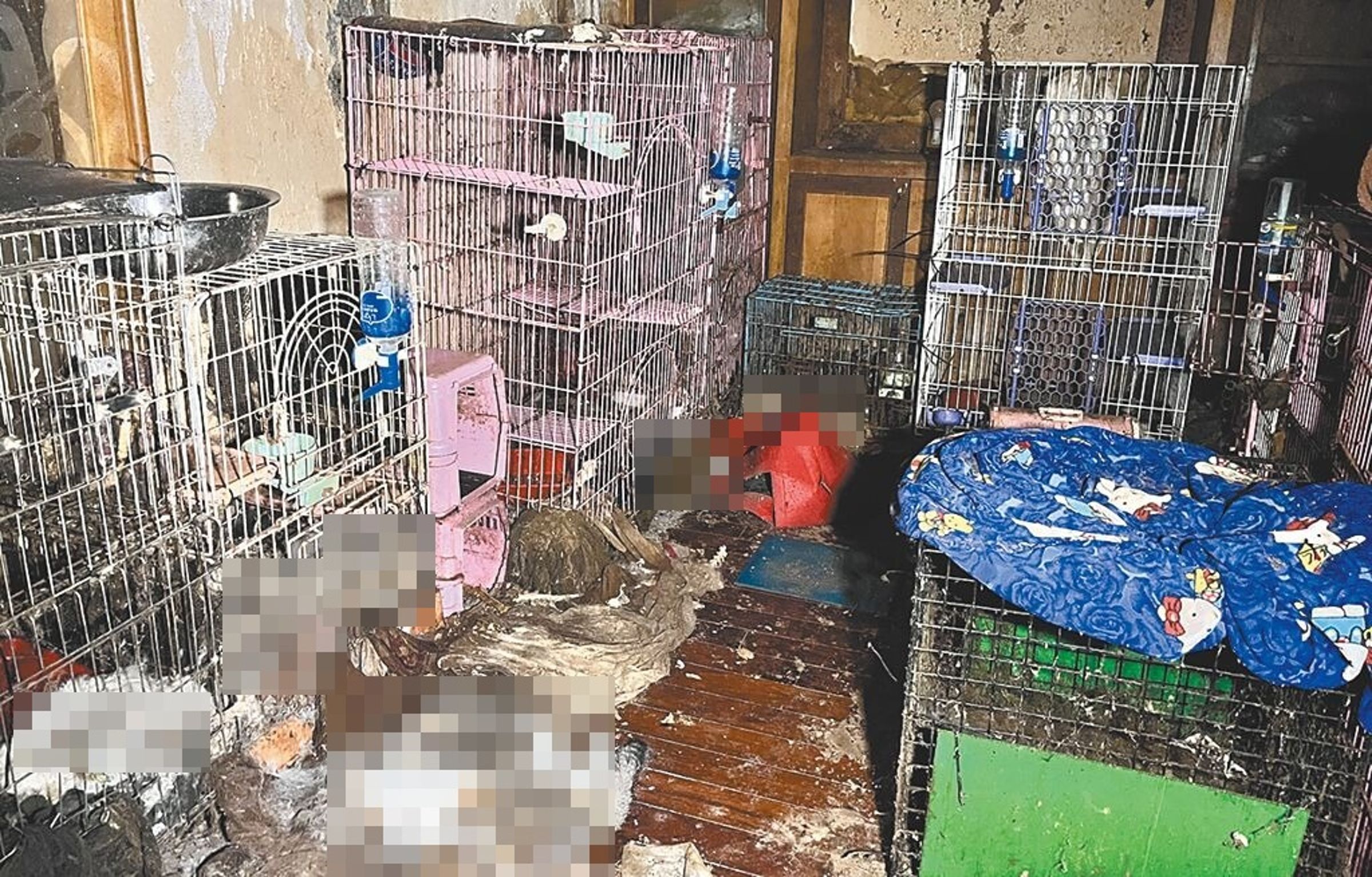 房東孫女驚見滿屋貓、狗乾屍和垃圾,畫面相當駭人。(桃市府動保處提供)