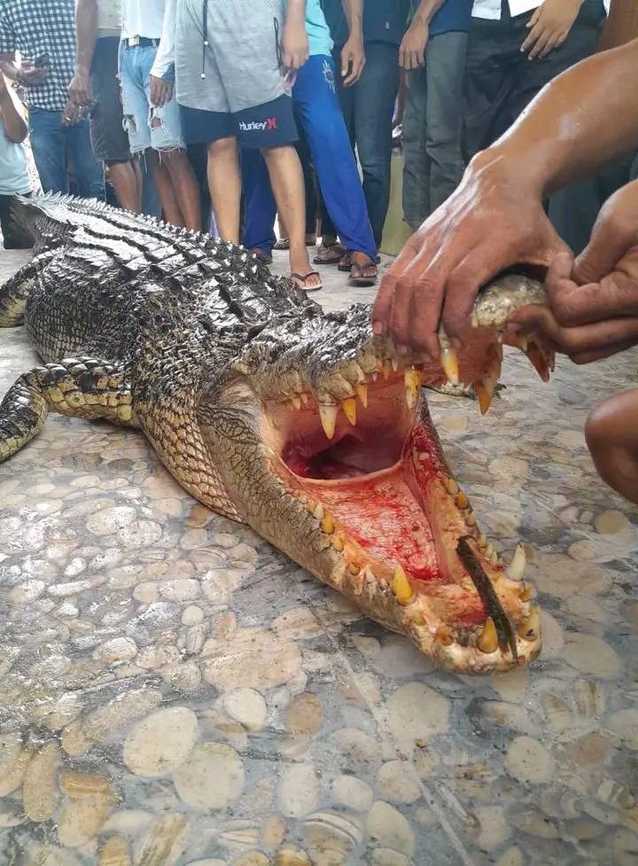 殺人鱷魚,最後也被警方逮到並處死。(翻自臉書)