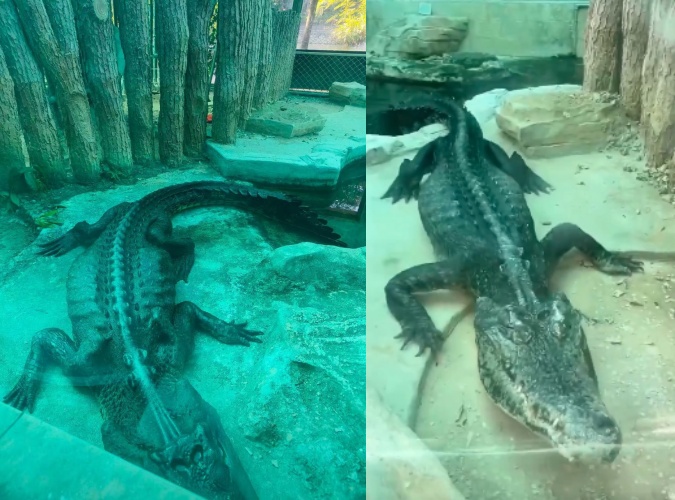 近日網路瘋傳一隻非常瘦弱、背脊明顯的皮包骨鱷魚影片，該鱷魚所處的動物園也遭網友撻伐。（翻攝自X @whyyoutouzhele）