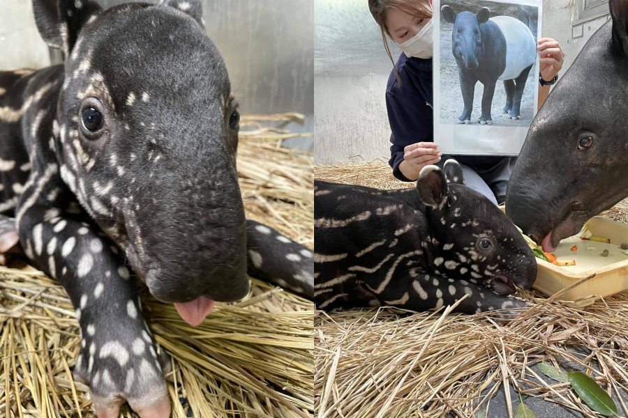 英雄小時候還有可愛的小豬斑紋。(翻攝自橫濱動物園官網)