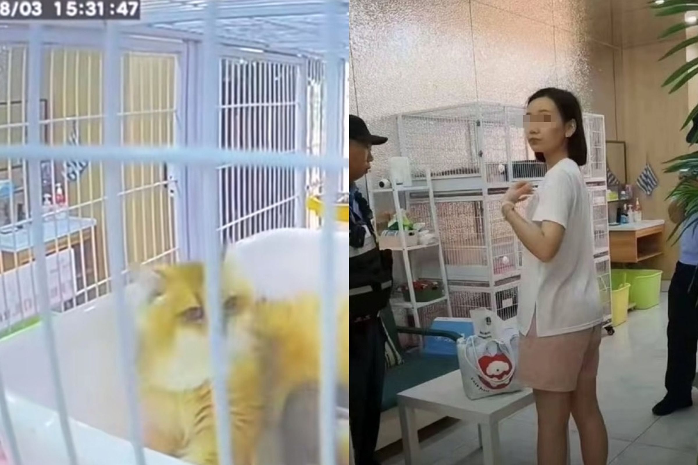 1名女子進入當地一間寵物咖啡廳竟趁店員不在場，對多隻幼貓進行長達半小時的暴力施虐。（翻攝微博）