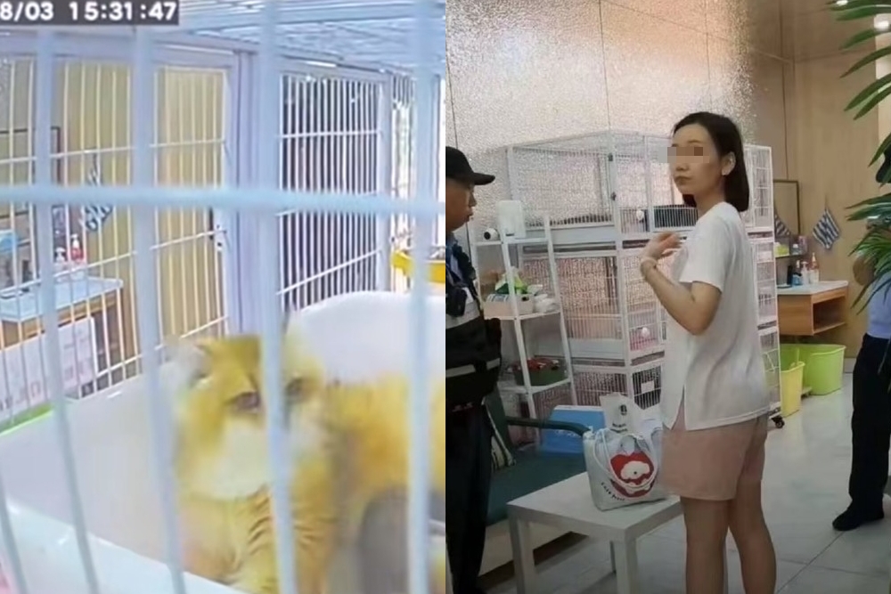 1名女子進入當地一間寵物咖啡廳竟趁店員不在場，對多隻幼貓進行長達半小時的暴力施虐。（翻攝微博）