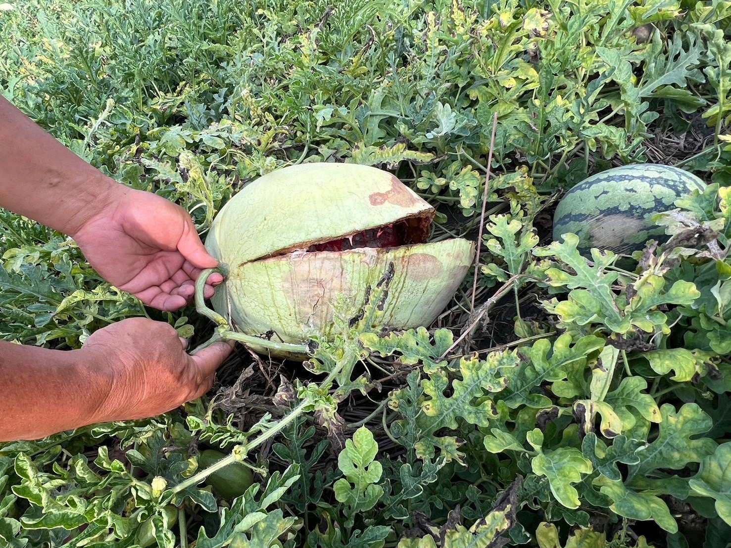 雲林近期氣候多變，正值西瓜採收期導致農損災情出現。（張嘉郡國會辦公室提供）