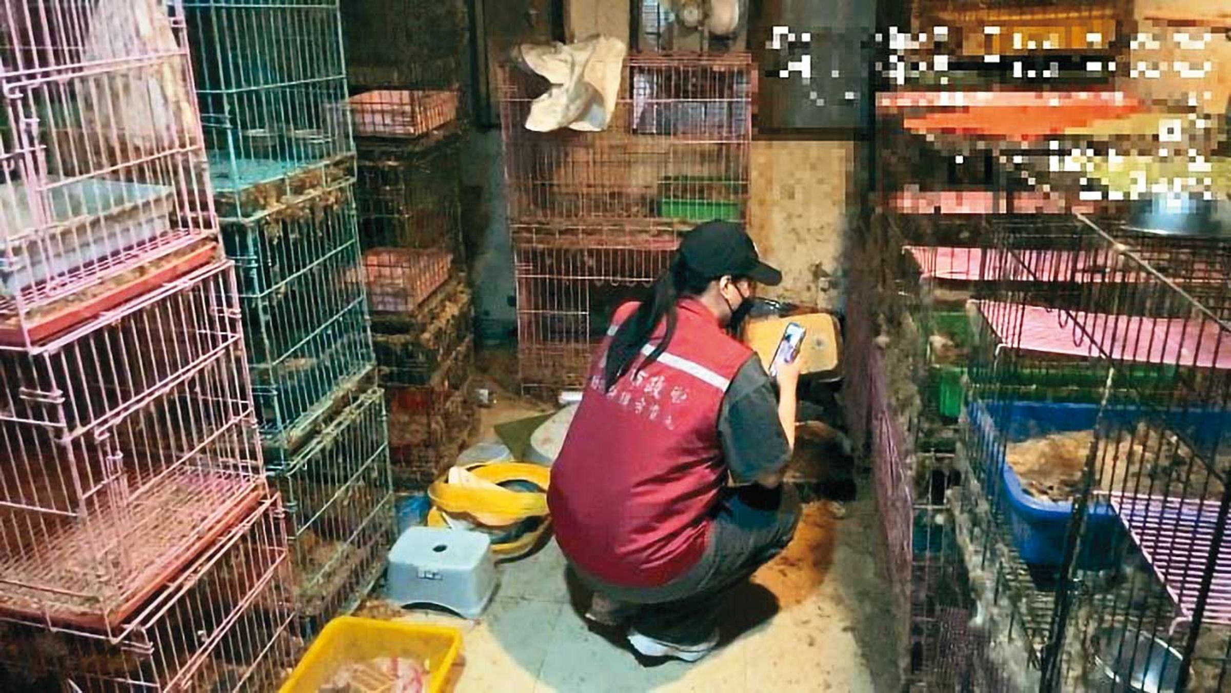 新北市動保處負責動物保護業務,自身廠商卻傳出虐貓爭議,可說是相當諷刺。(翻攝新北市動保處官網)