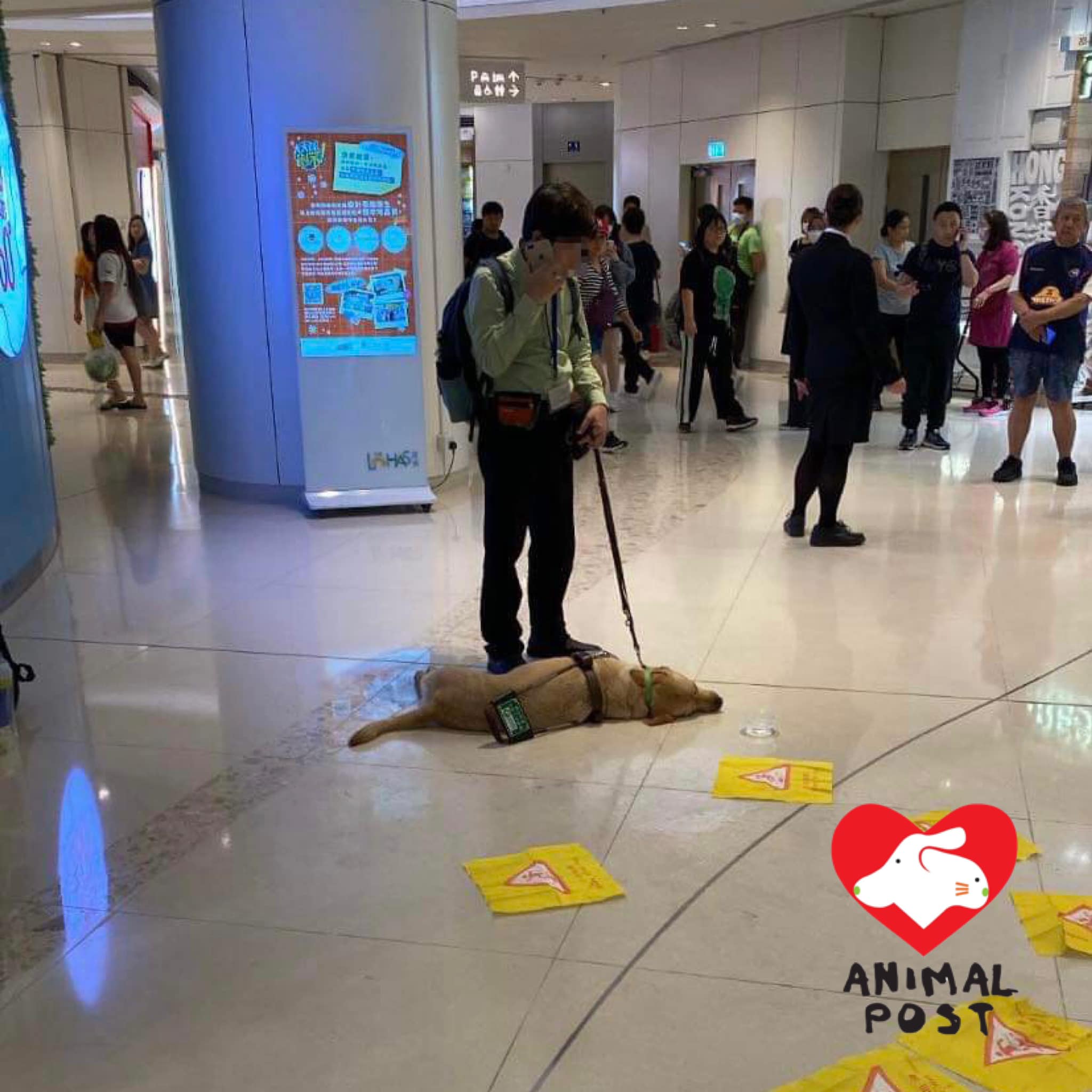香港導盲犬Funny近日突然在商場倒地，送醫搶救仍宣告不治。（翻攝自香港動物報）