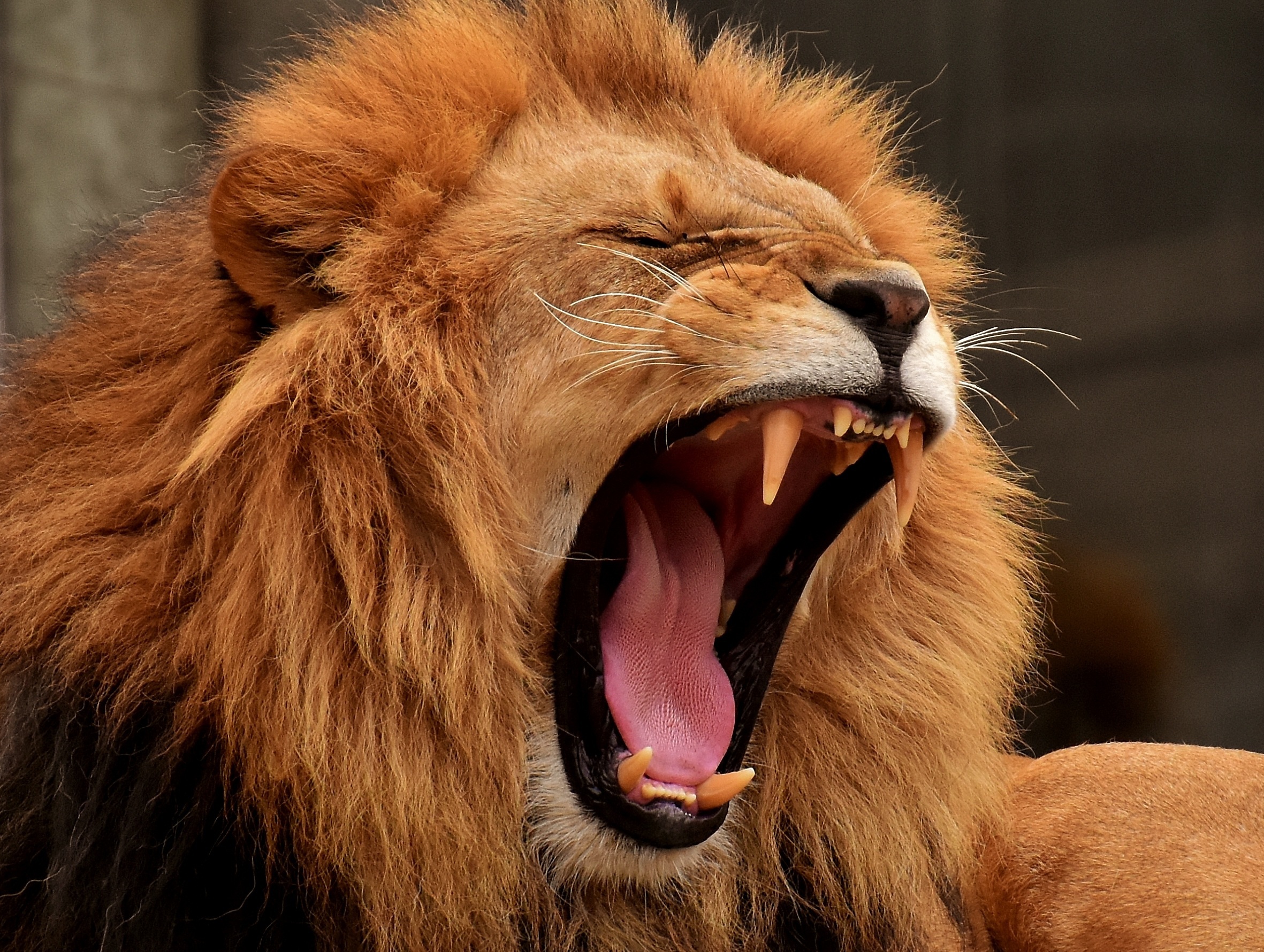 忘鎖門代價太大! 動物園員工清籠舍「慘遭3獅圍攻」撕咬慘死