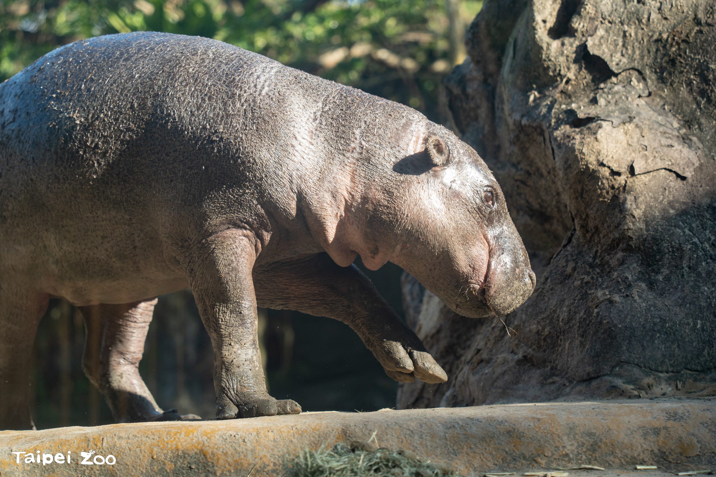 Thabo的個性、情緒穩定，也和保育員互動良好。（台北市立動物園提供）