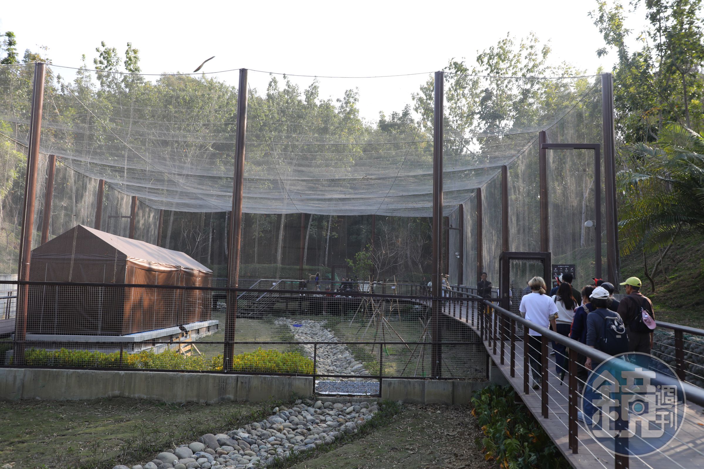 由細網搭建的「天羽觀鳥台」裡，栗翅鷹在遊客頭頂自由飛翔。