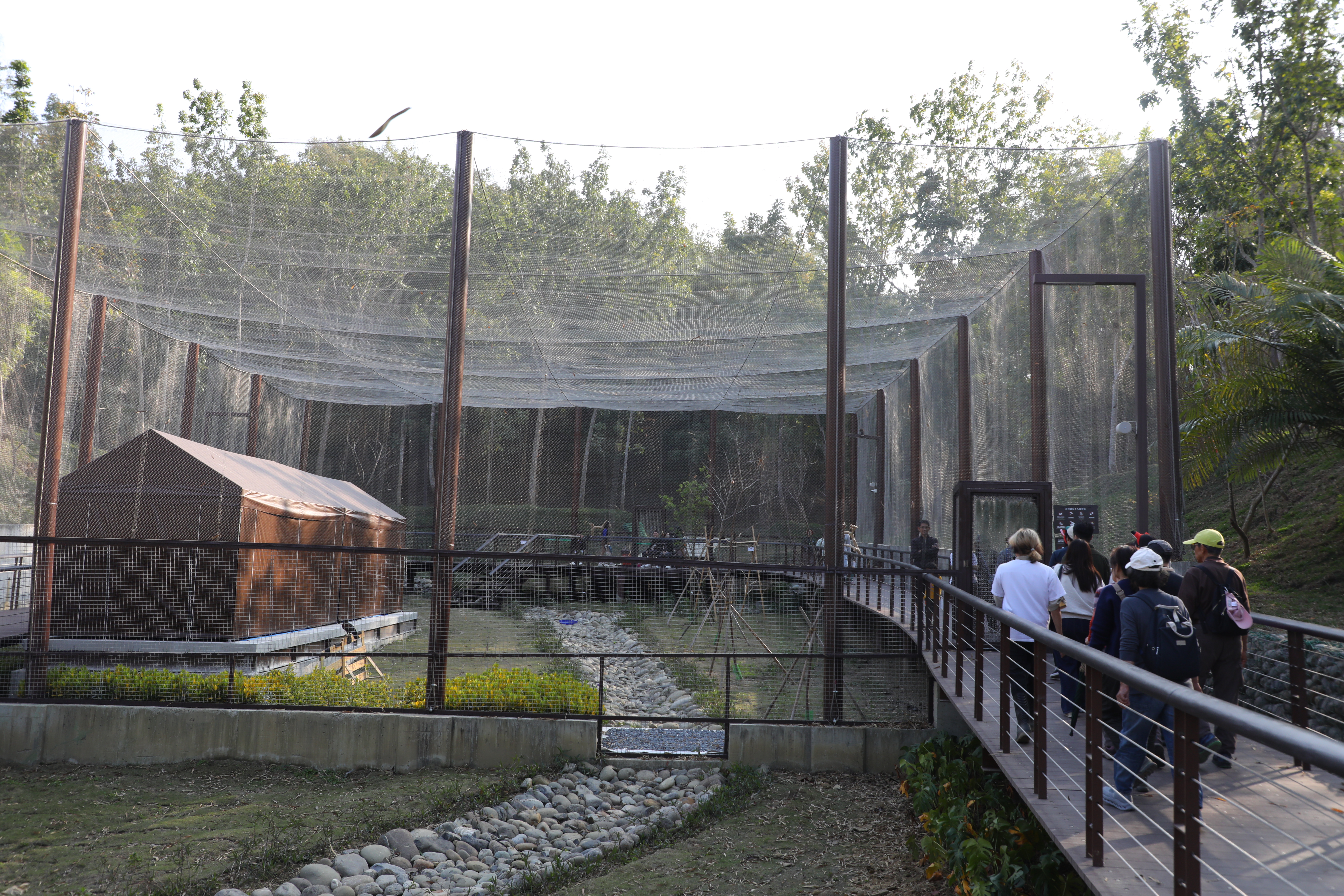由細網搭建的「天羽觀鳥台」裡,栗翅鷹在遊客頭頂自由飛翔。