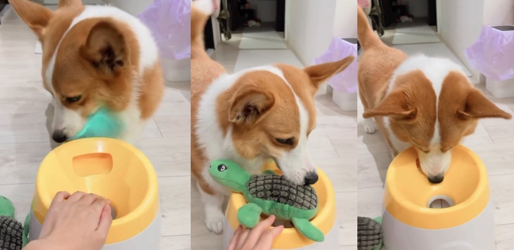 這隻6歲呆萌柯基名字叫「呆寶」，網路上擁有許多喜愛牠的粉絲。（翻攝自threads @dumbo0315）