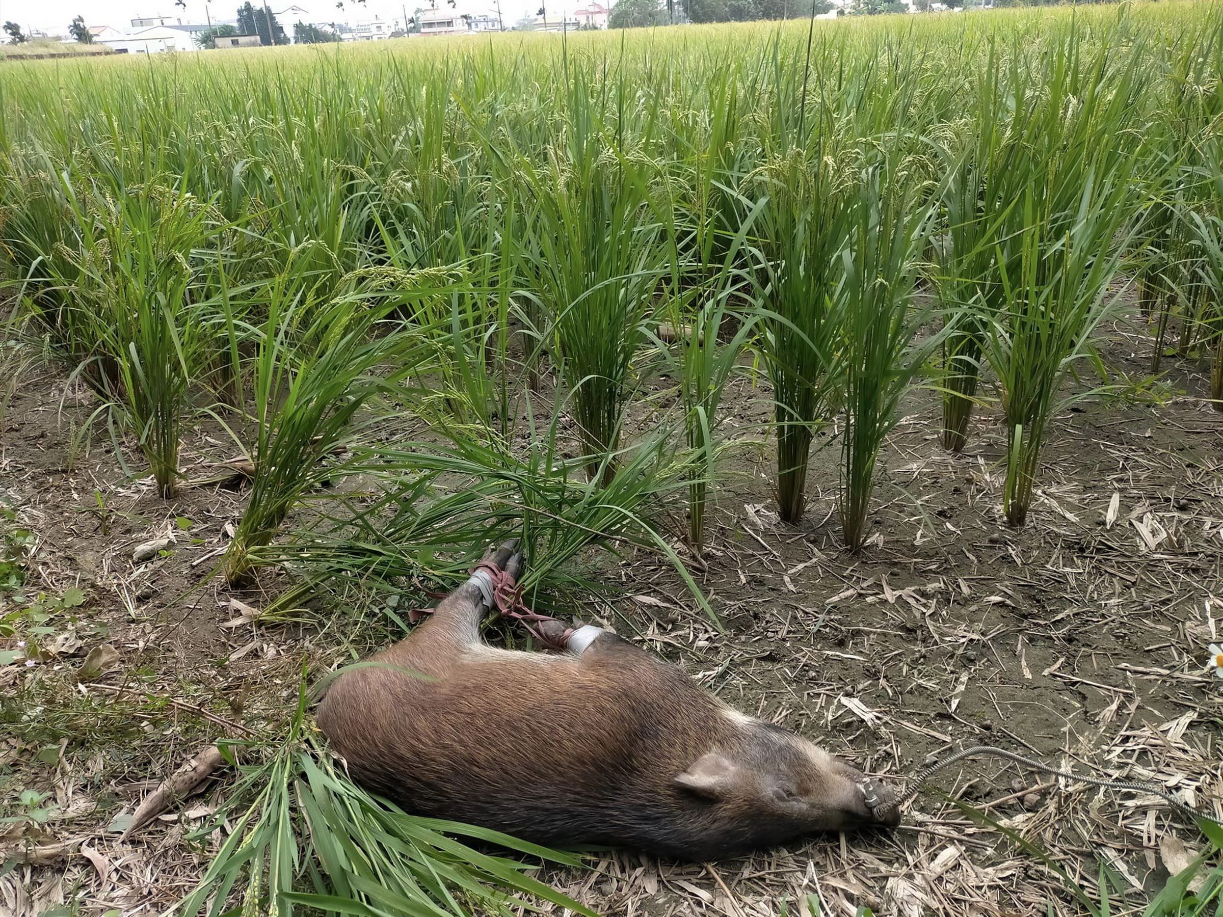 淺山地區因人類活動與動物棲地高度重疊,動物造成農損的事件頻繁發生,地方主管機關只得盡力在農損防治與動物保護之間找到平衡。(翻攝賴彥棟臉書)