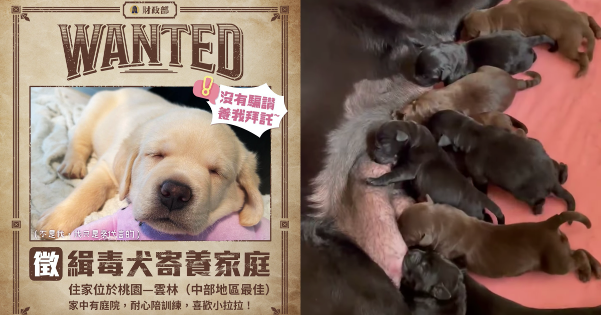 海關緝毒犬培訓中心的母種犬連產16隻仔犬,近日這些幼犬在徵求寄養家庭,適應多元環境有助於未來的緝毒工作。(翻攝自中華民國財政部、海關緝毒犬臉書)