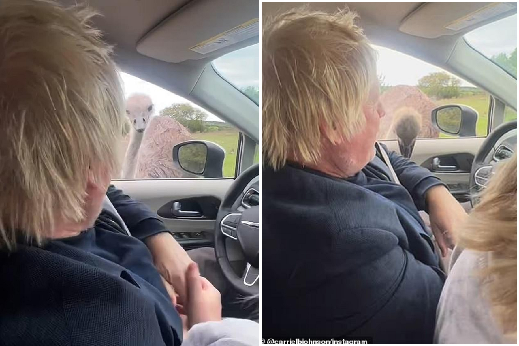 這隻鴕鳥看見英前首相強生，沒被食物吸引！朝他下體方向「督」下去。（翻自《每日郵報》）