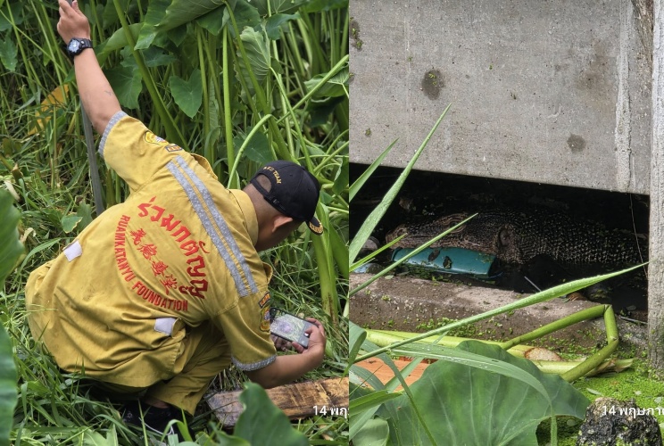 泰國驚現2公尺巨蜥啃咬嬰兒屍體，警方趕往現場僅尋回部分遺骸，震驚全國。（翻攝自facebook @NAKON45 อัญวุฒิ โพธิ์อำไพ）