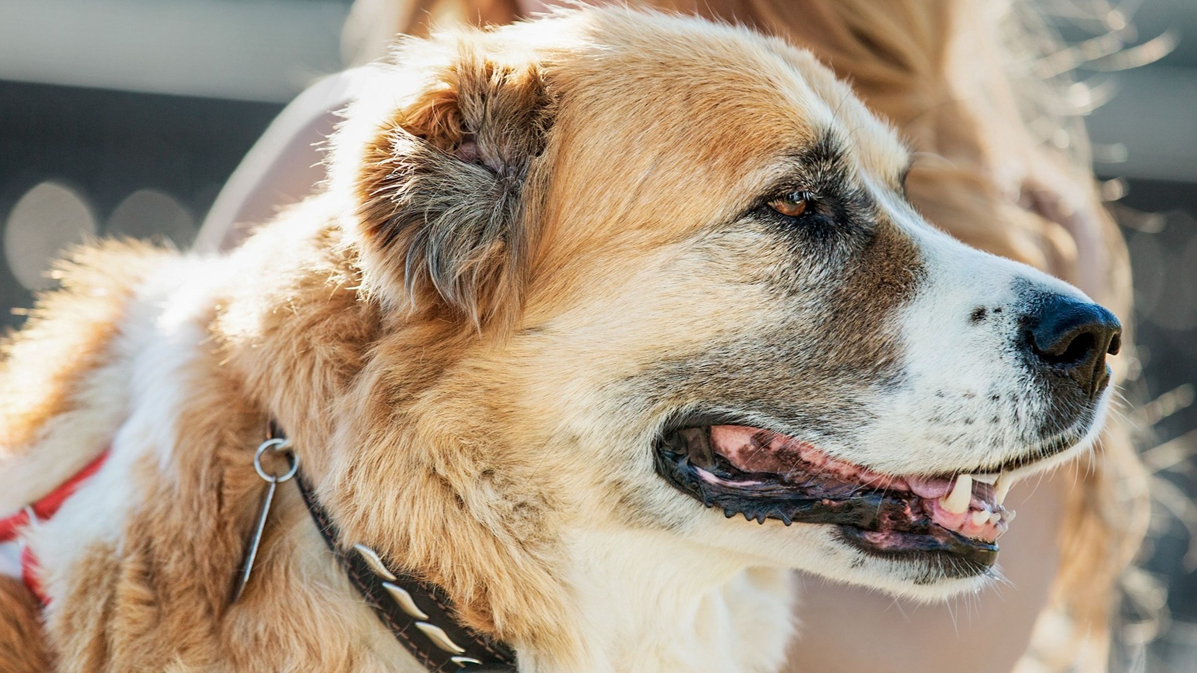 法國皇家提醒熟齡貓犬日常照護三大關鍵為精準營養、行為觀察、定期健檢。(法國皇家提供)