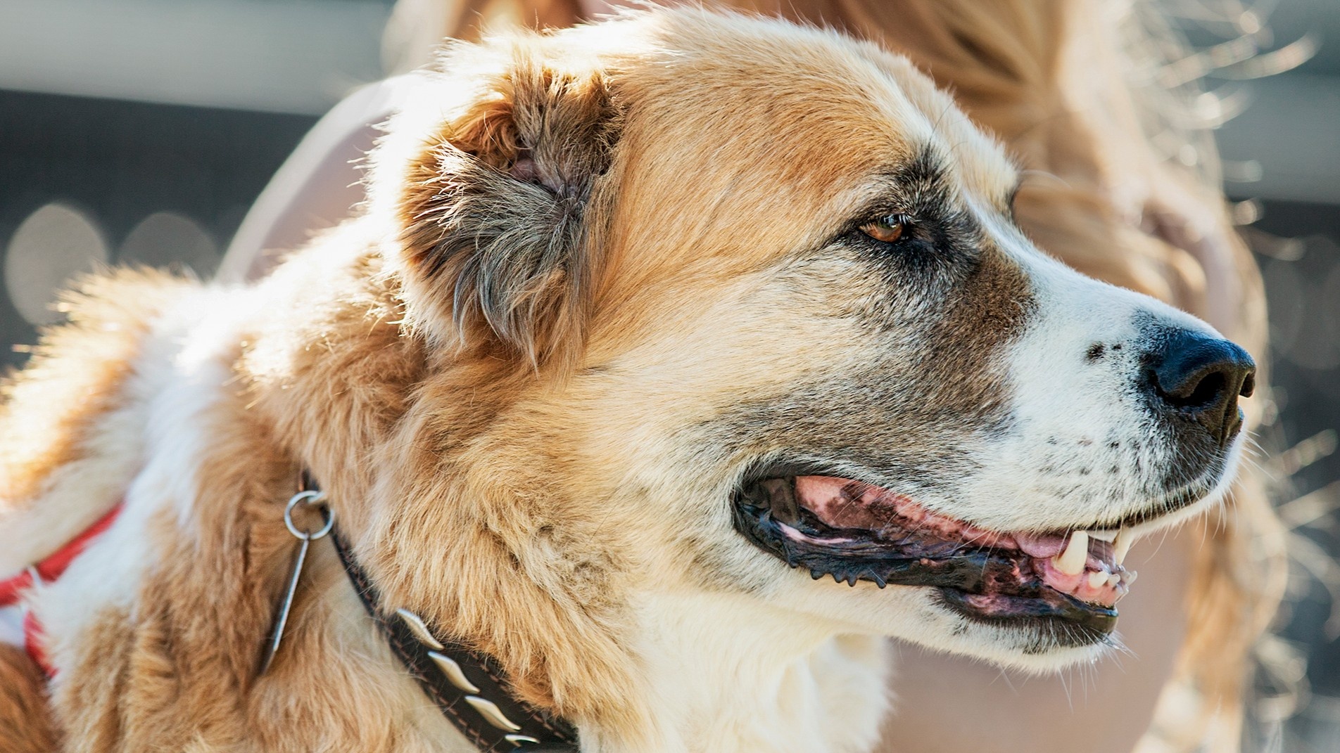 法國皇家提醒熟齡貓犬日常照護三大關鍵為精準營養、行為觀察、定期健檢。（法國皇家提供）