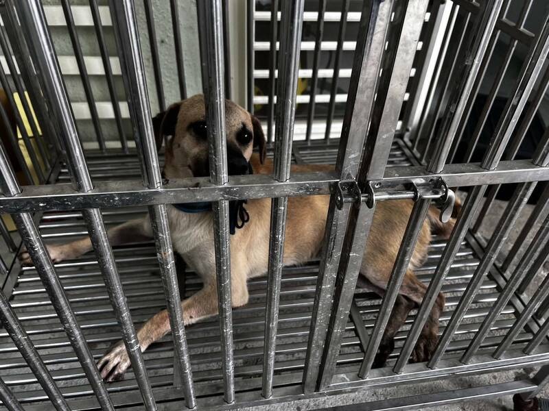 混種米克斯犬猛然撲上攻擊，郵差右手無名指末節當場被咬斷。（基隆市政府動物保護防疫所提供）