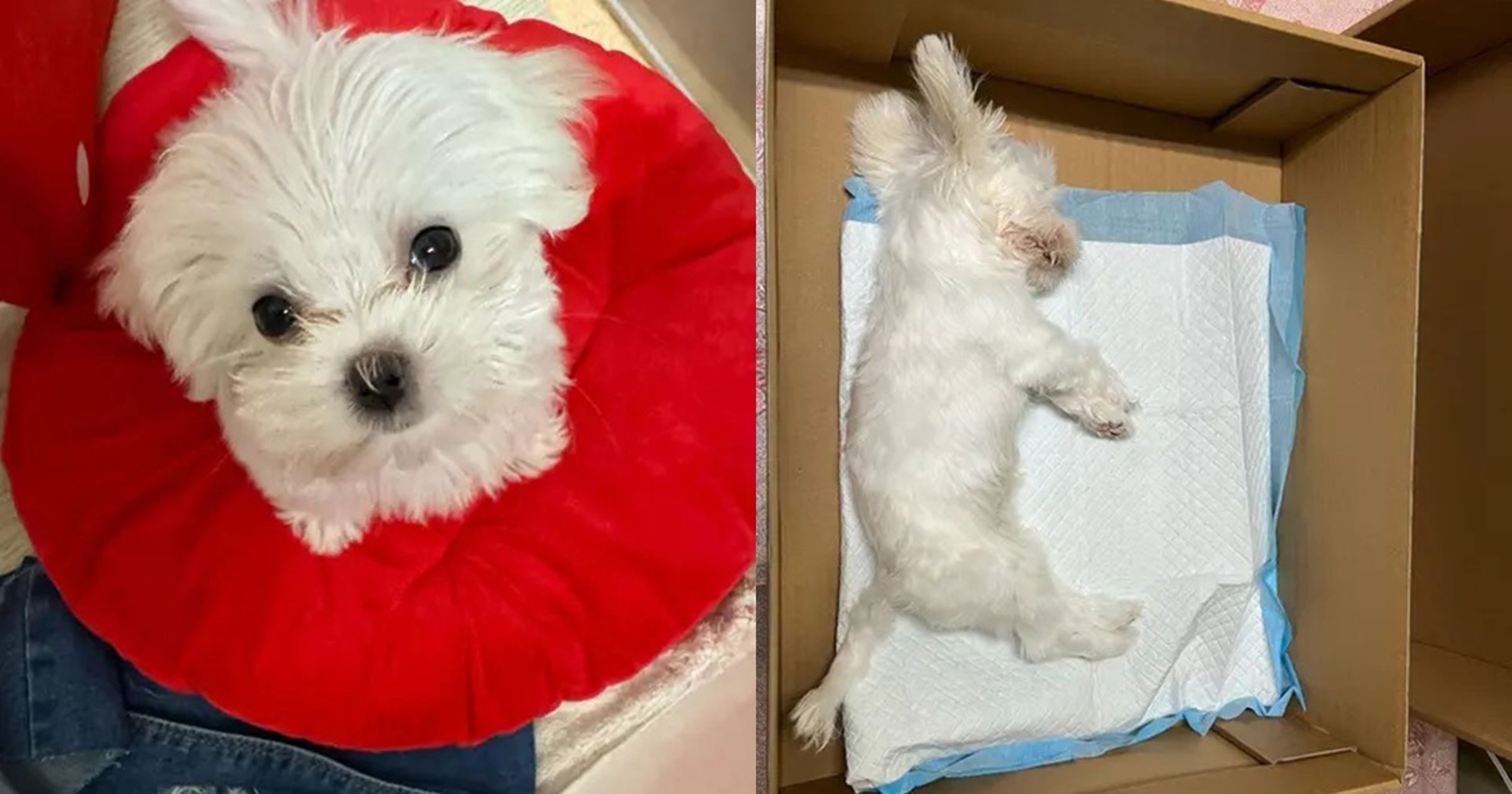一名飼主控訴自家毛小孩被知名連鎖寵物店洗澡洗到死掉。(翻攝自Dcard)