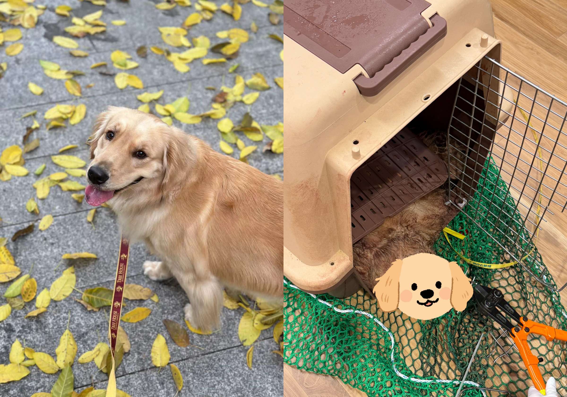 一名中國籍女飼主在社群平台控訴,其飼養的黃金獵犬搭乘大韓航空飛機托運後無故死亡。(翻攝Threads)
