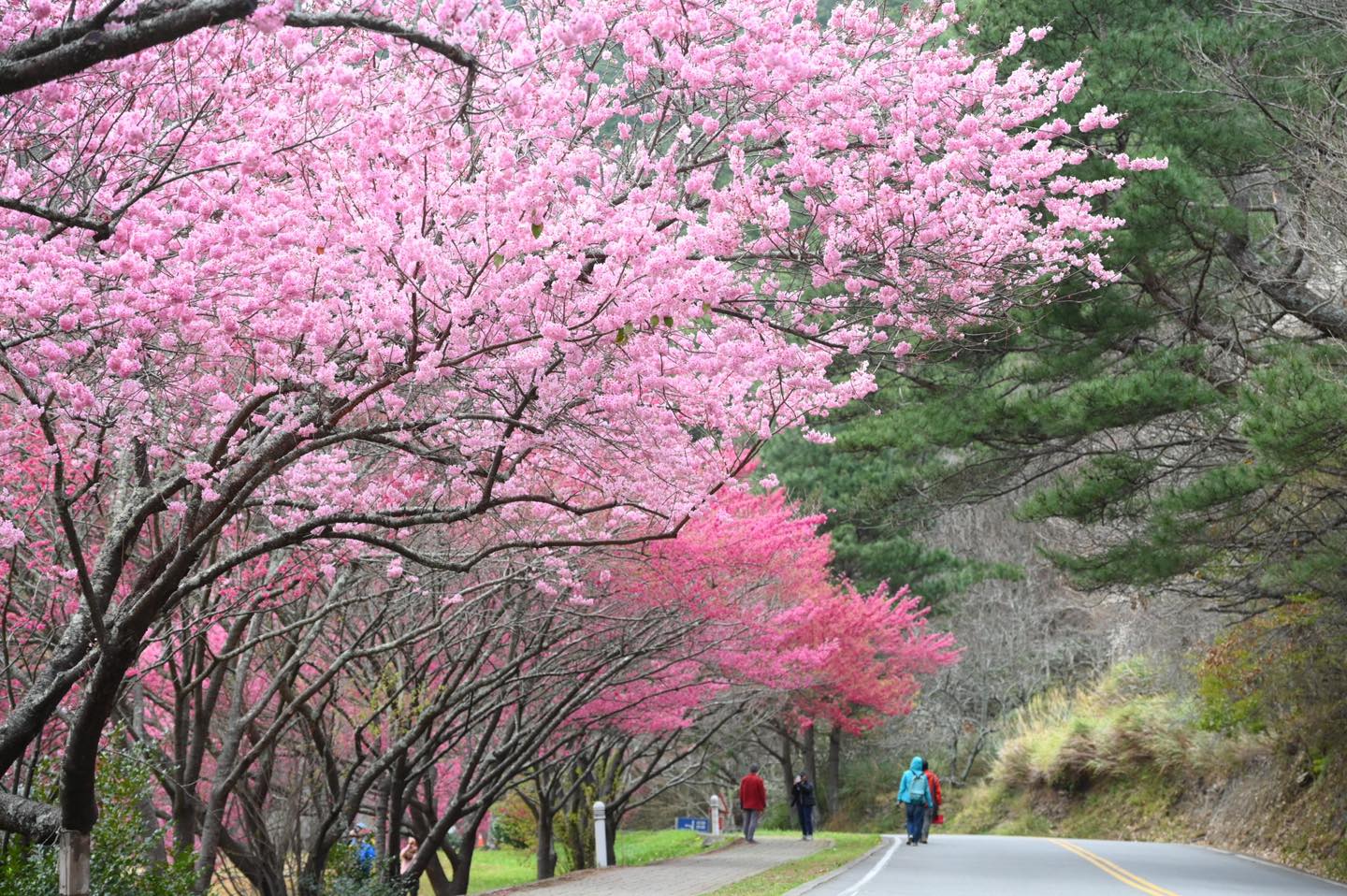 在短短2分鐘內，武陵農場明年櫻花季所有房間便已被搶購一空。（翻攝Facebook@武陵農場 Wuling Farm）