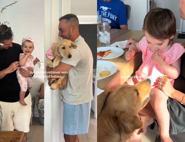 初次見面這隻小金毛對嬰兒超級怕，整隻縮在主人懷裡不敢面對（左圖）；然而如今卻成為黏TT麻吉「跟屁狗」（右圖）。（翻攝自tiktok／novathegoldenn）