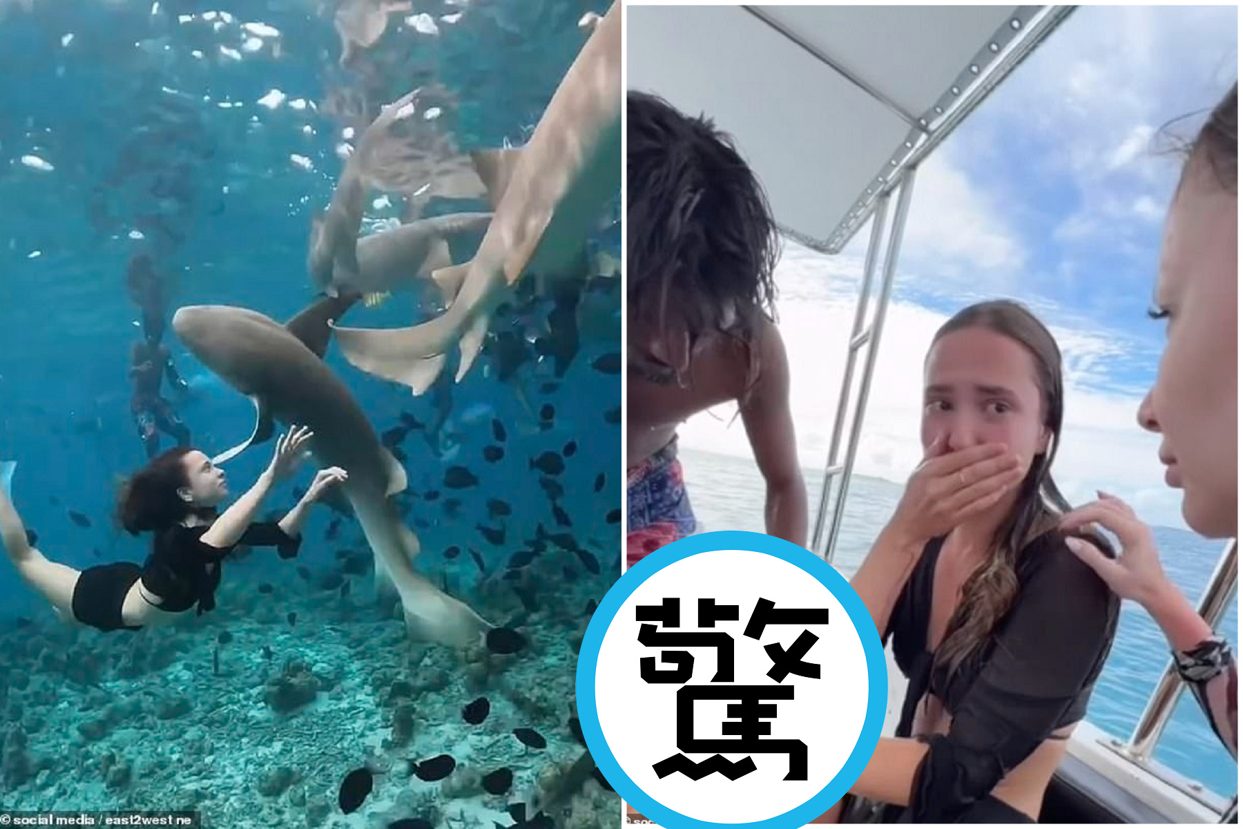 正妹與鯊魚共舞，「鯊鯊變臉」瞬成撕咬濺血事件！驚悚影片曝光。（翻自《每日郵報》）