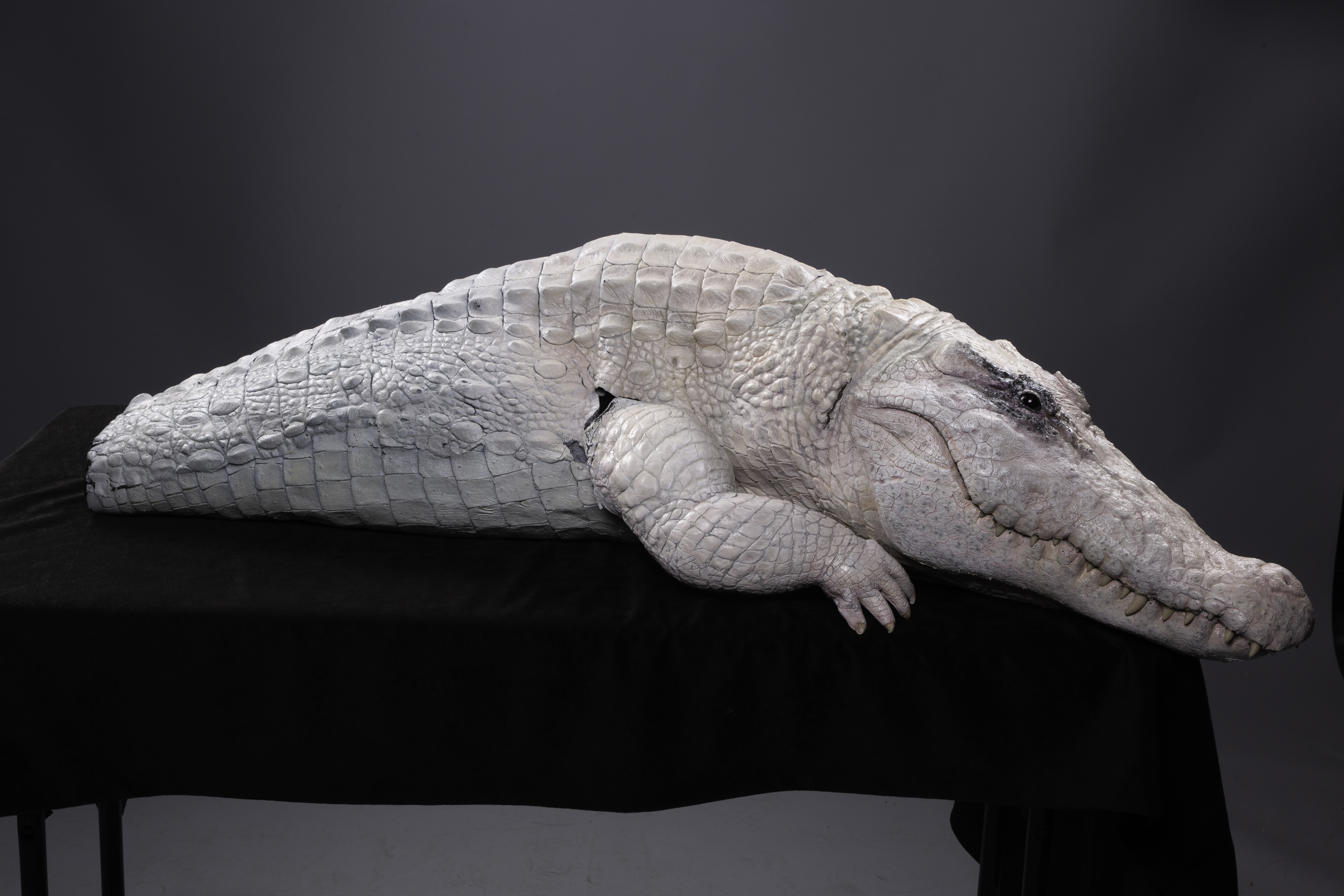好萊塢特效公司傳奇工作室為獸人樂團的歌曲MV〈Alligator〉打造一隻白鱷魚。（洪詩婷提供）