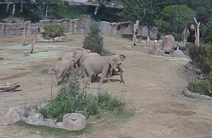 地震時象群圍成一圈「警戒圈」保護幼象，畫面流出感動大批網友。（翻攝自IG@sdzsafaripark）