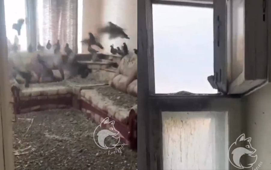俄國一名男子出遠門工作忘記關窗,沒想到3年後返家發現住處被一群鴿子佔領。(翻攝X@BrianMcDonaldIE)