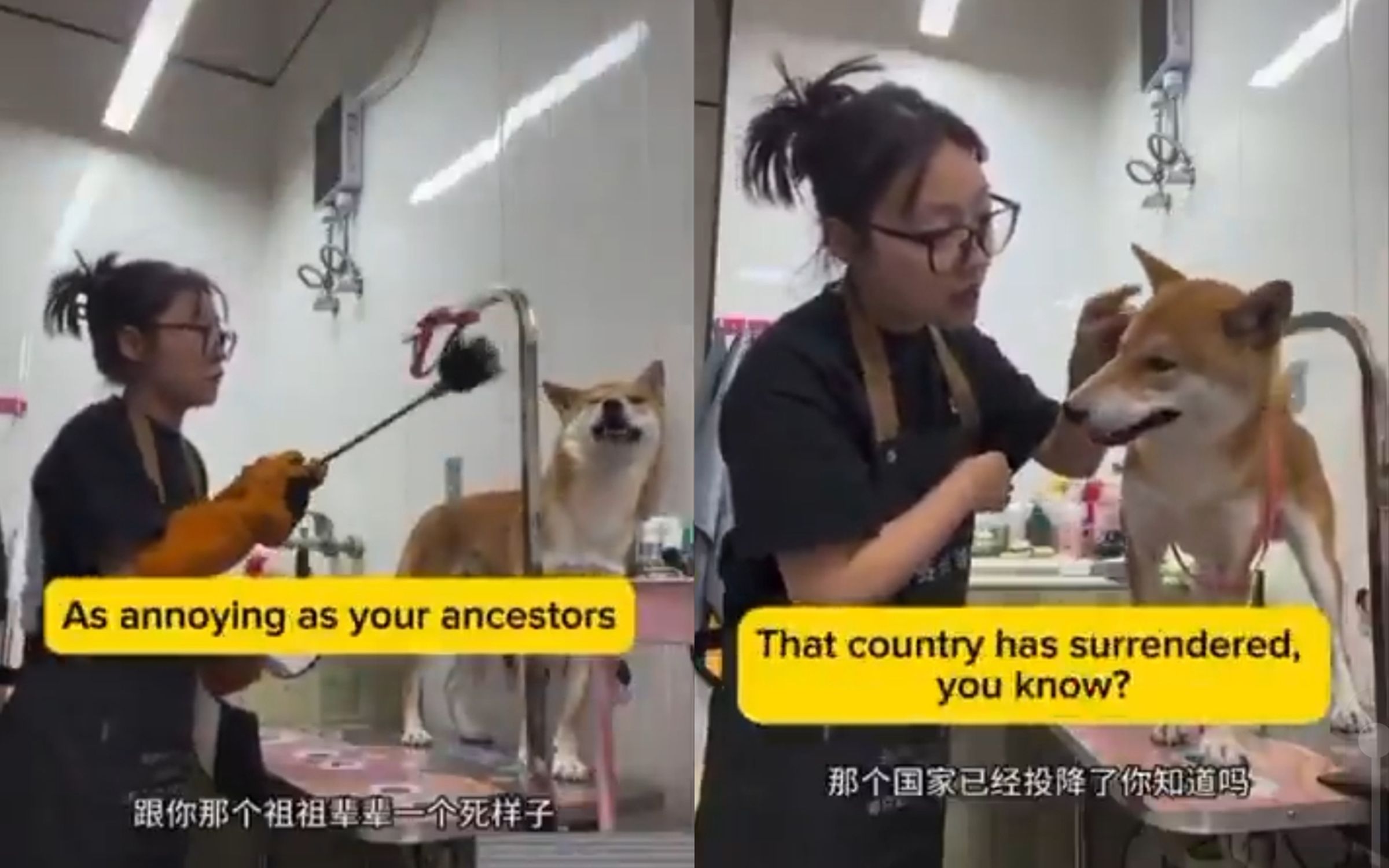 一名中國女子對柴犬施暴的影片近日在日本社群掀起熱議。(翻攝自X)