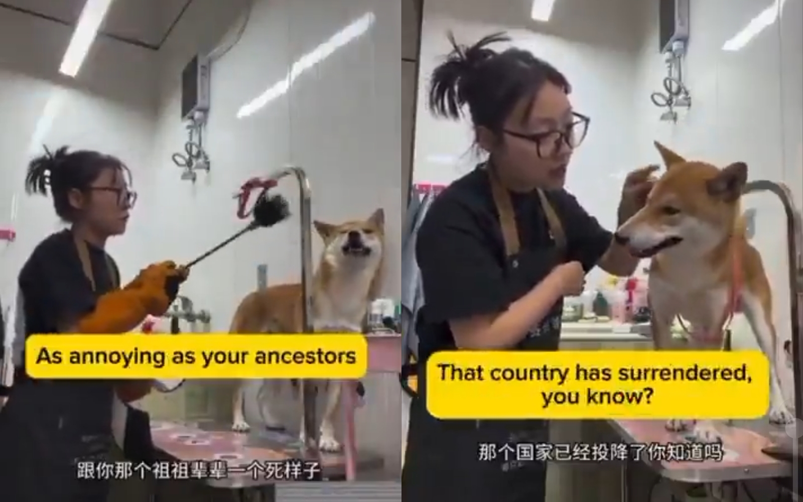 一名中國女子對柴犬施暴的影片近日在日本社群掀起熱議。（翻攝自X）