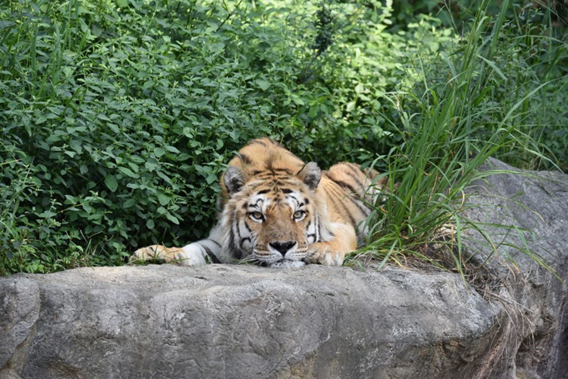 六福經常趴在樹叢裡休息。（新竹市立動物園提供）