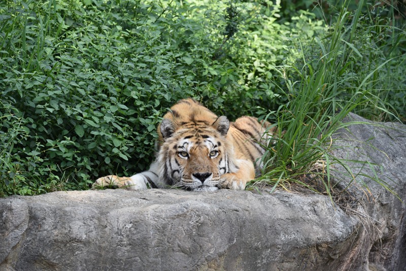 六福經常趴在樹叢裡休息。(新竹市立動物園提供)
