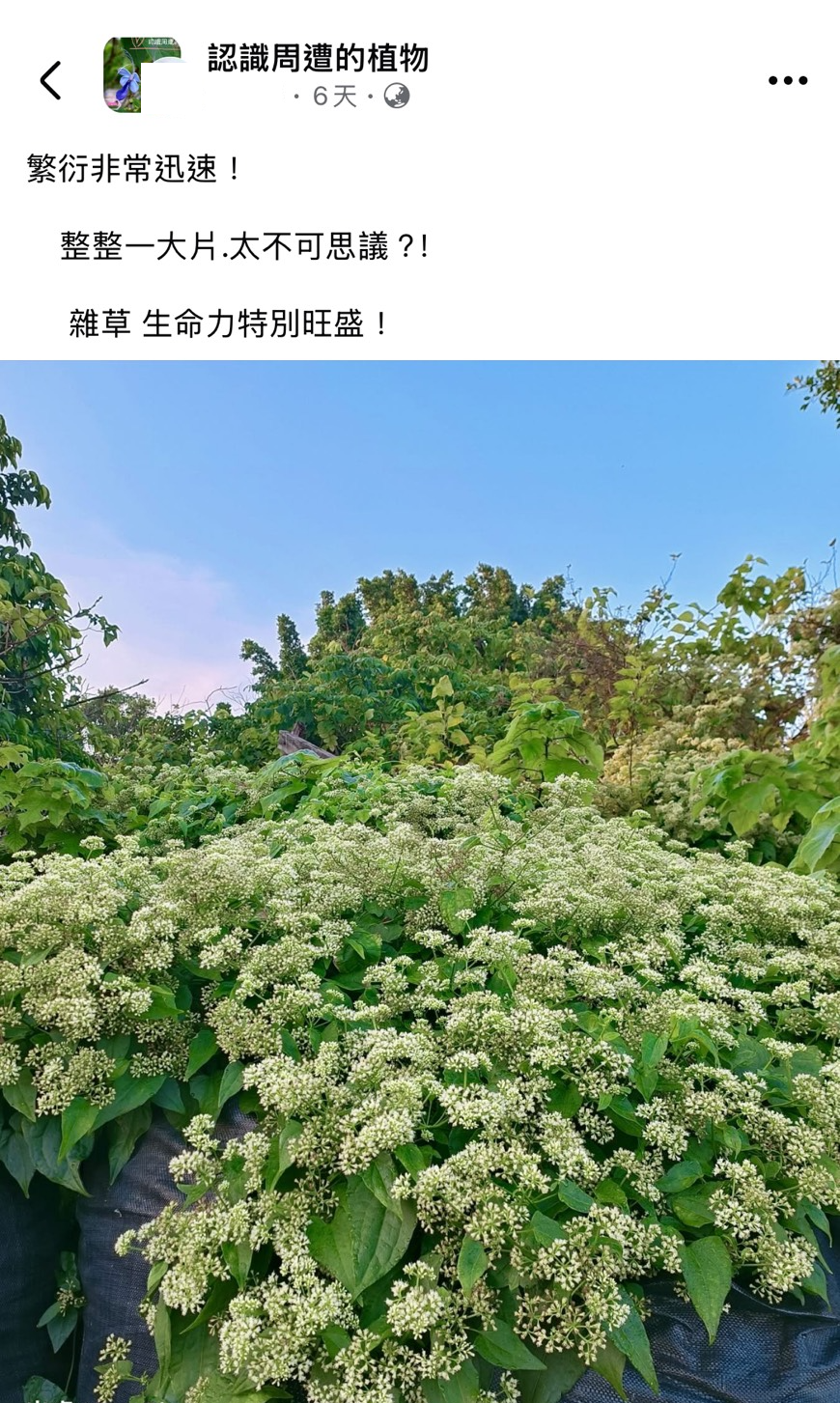 看似美麗的小花蔓澤蘭,其實是可怕的生態殺手。(翻攝「認識周遭的植物」臉書社團)
