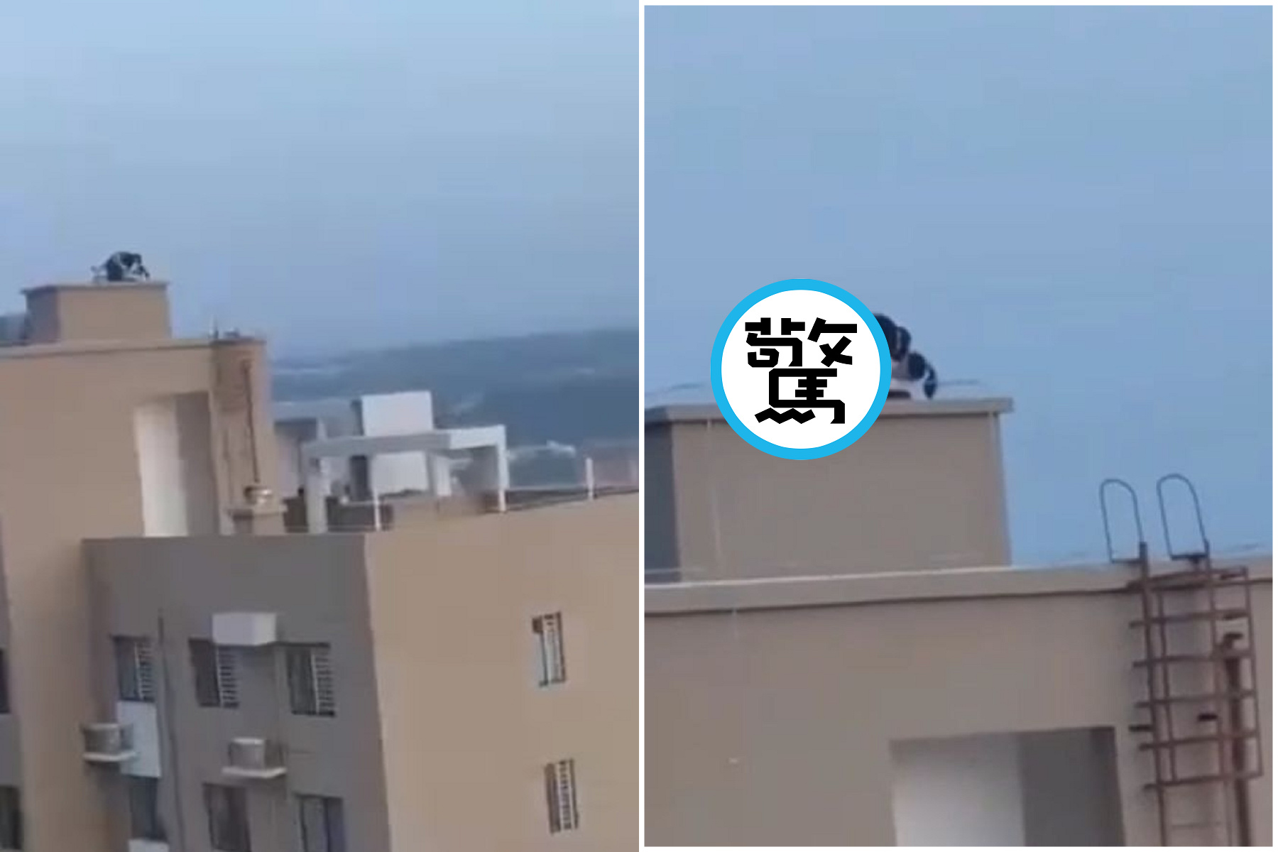 誰說高處不勝寒！情侶爬屋頂瘋狂活春宮，征服性愛宇宙太刺激。（翻自《黑料網》）