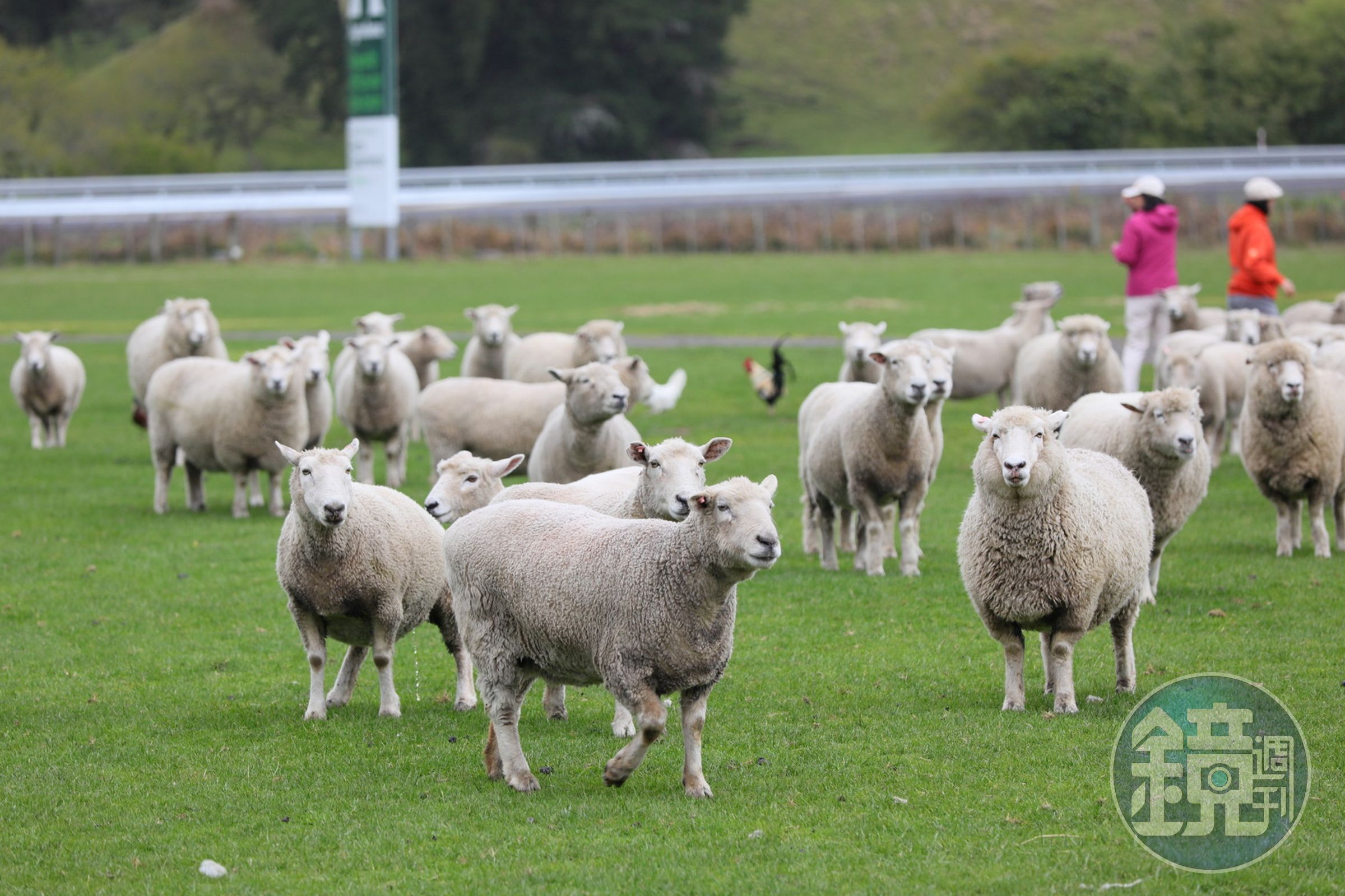 在北島若想和綿羊親密互動，可選擇前往愛哥頓牧場（Agrodome Farm）。