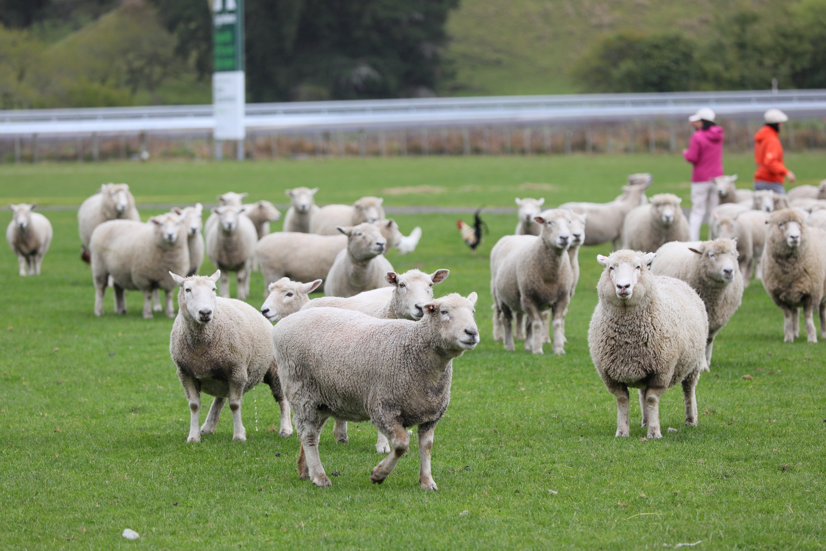 在北島若想和綿羊親密互動，可選擇前往愛哥頓牧場（Agrodome Farm）。