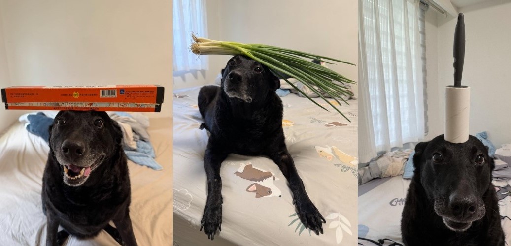 新竹7歲黑狗Coffee定力超驚人,什麼都能頂、什麼都不怕!(翻攝自threads @cola2010_coffee2018)